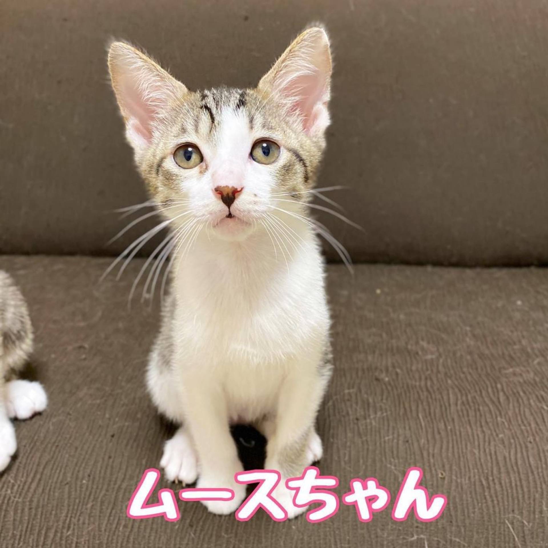 雑種（ミックス猫）・メスの里親募集の写真