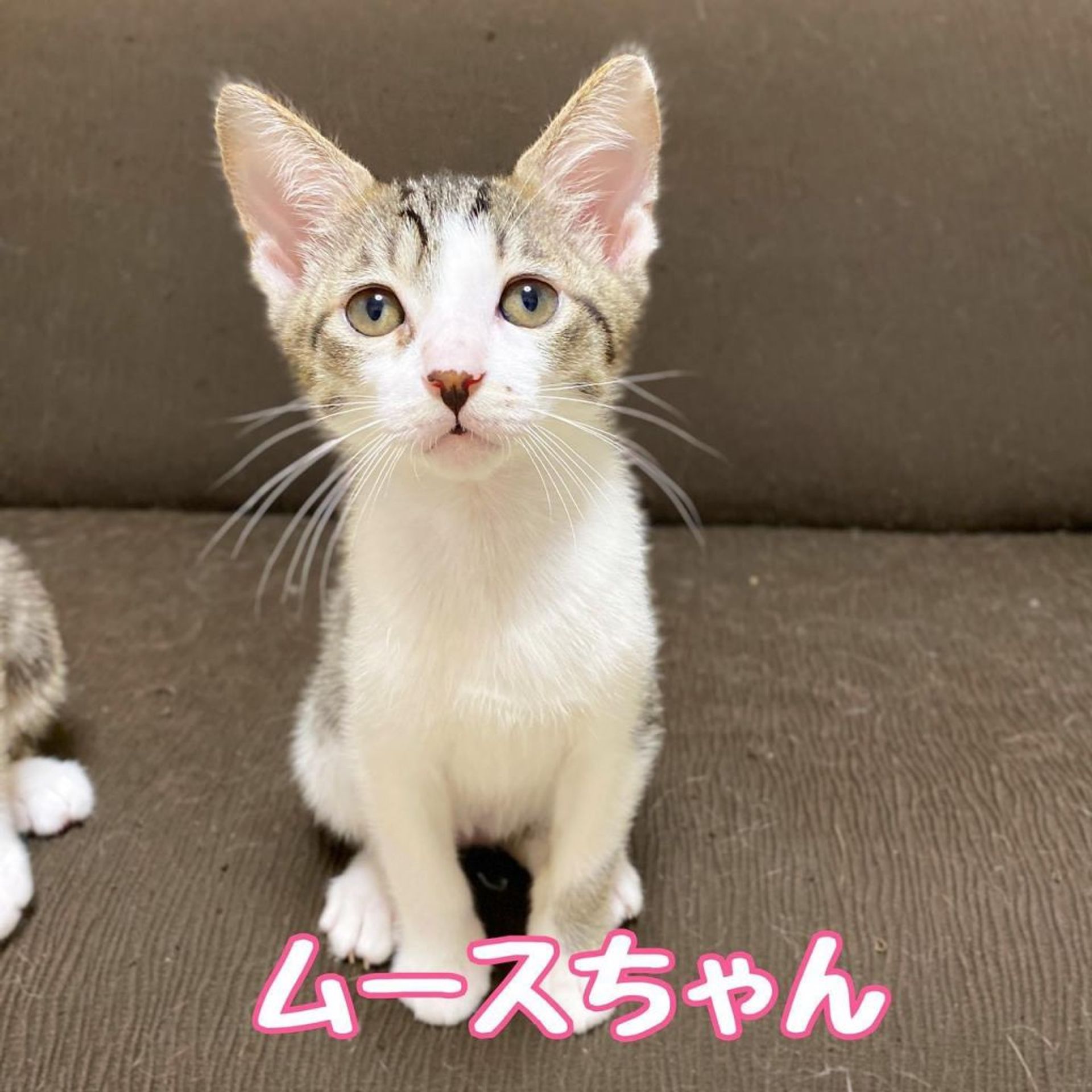 雑種（ミックス猫）・メスの里親募集の写真