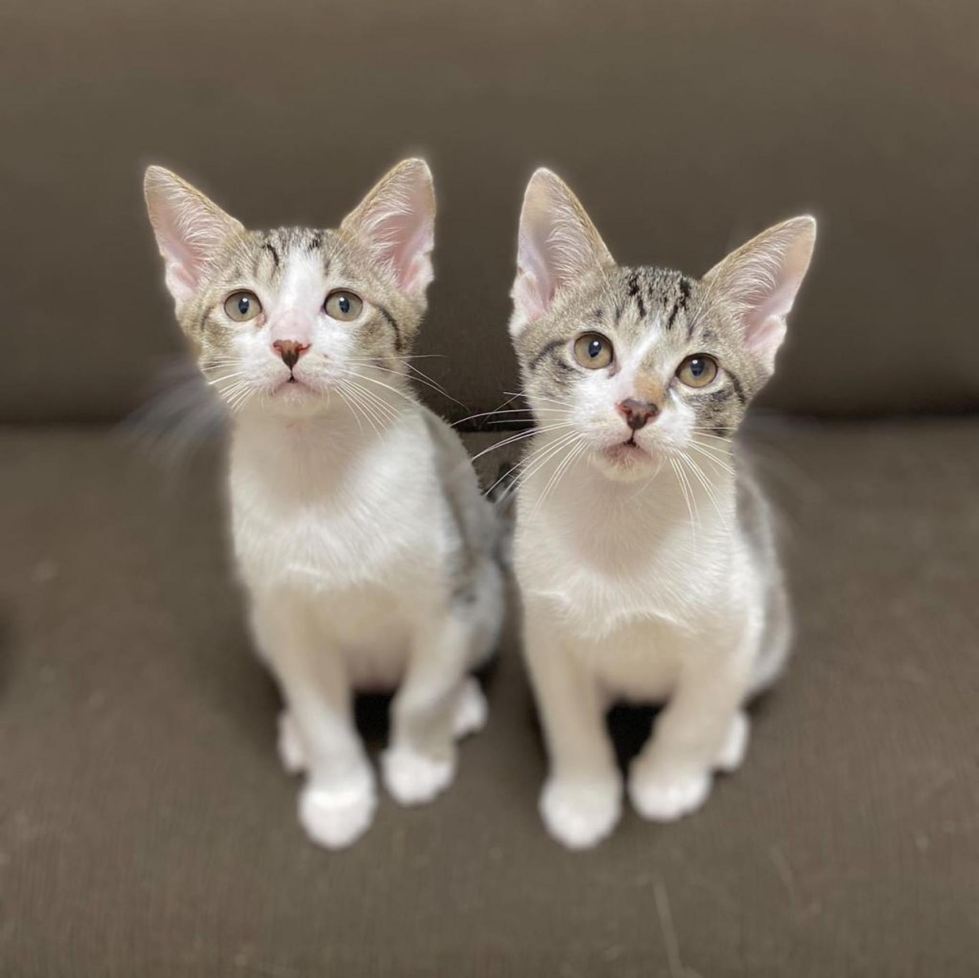 pet-image-5
