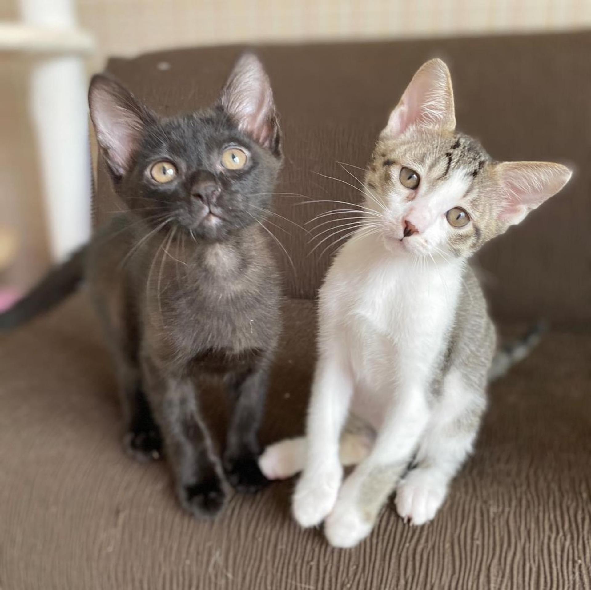pet-image-6