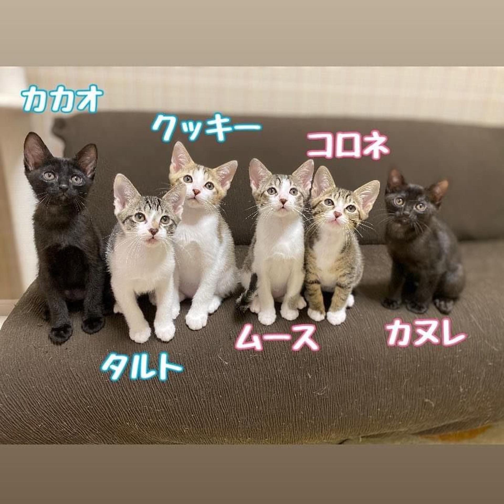 pet-image-8