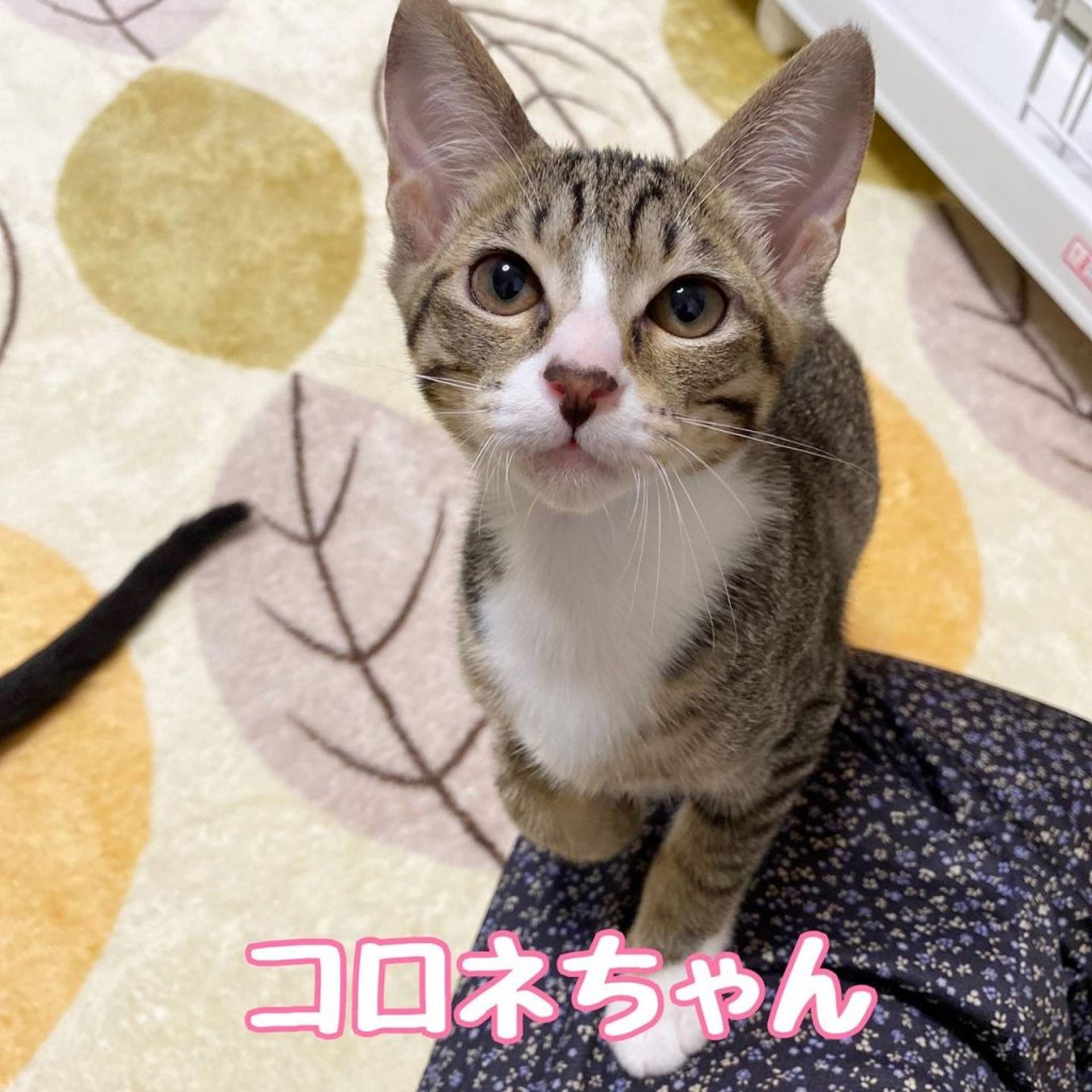 雑種（ミックス猫）・メスの里親募集の写真