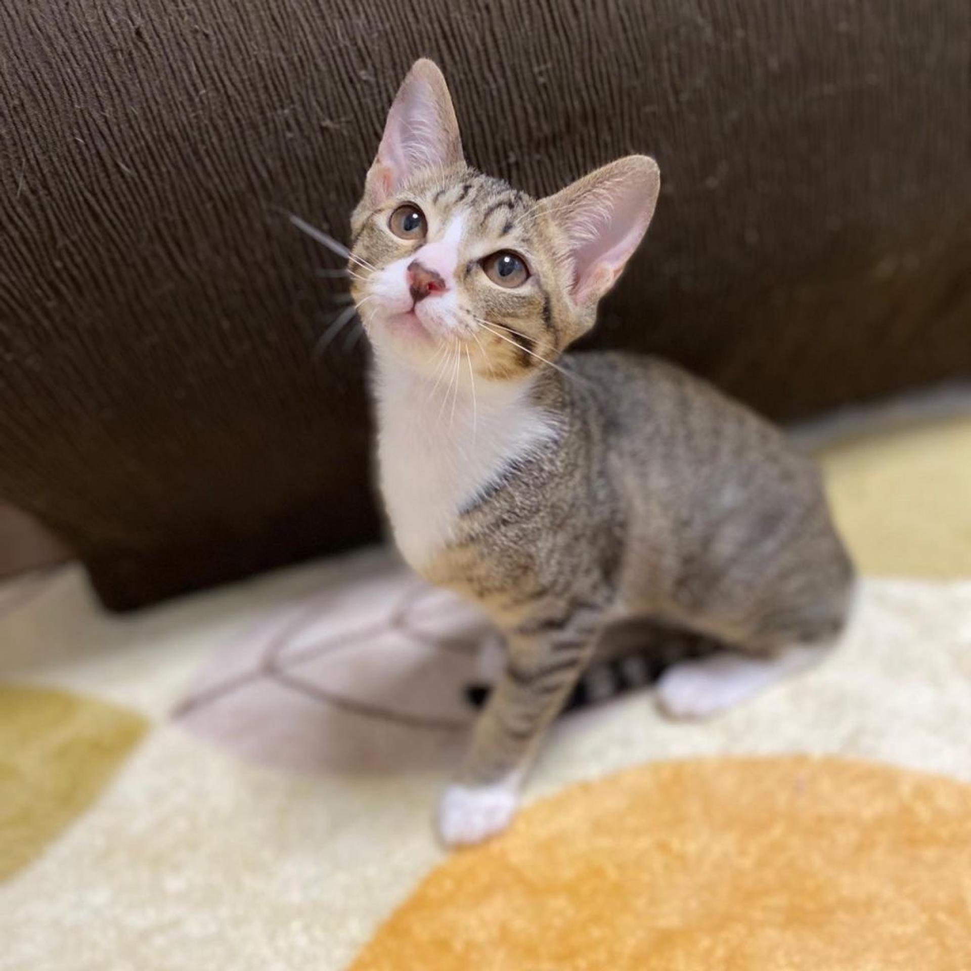 pet-image-3