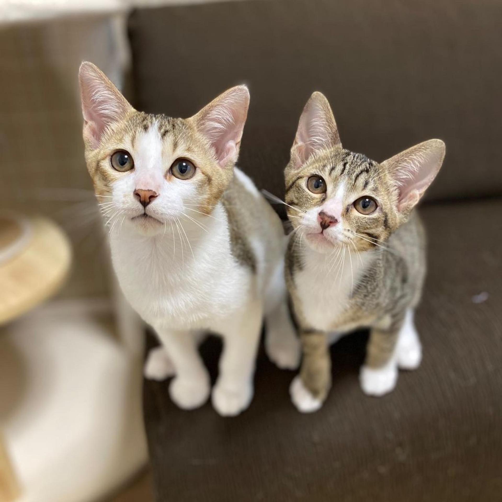 pet-image-5