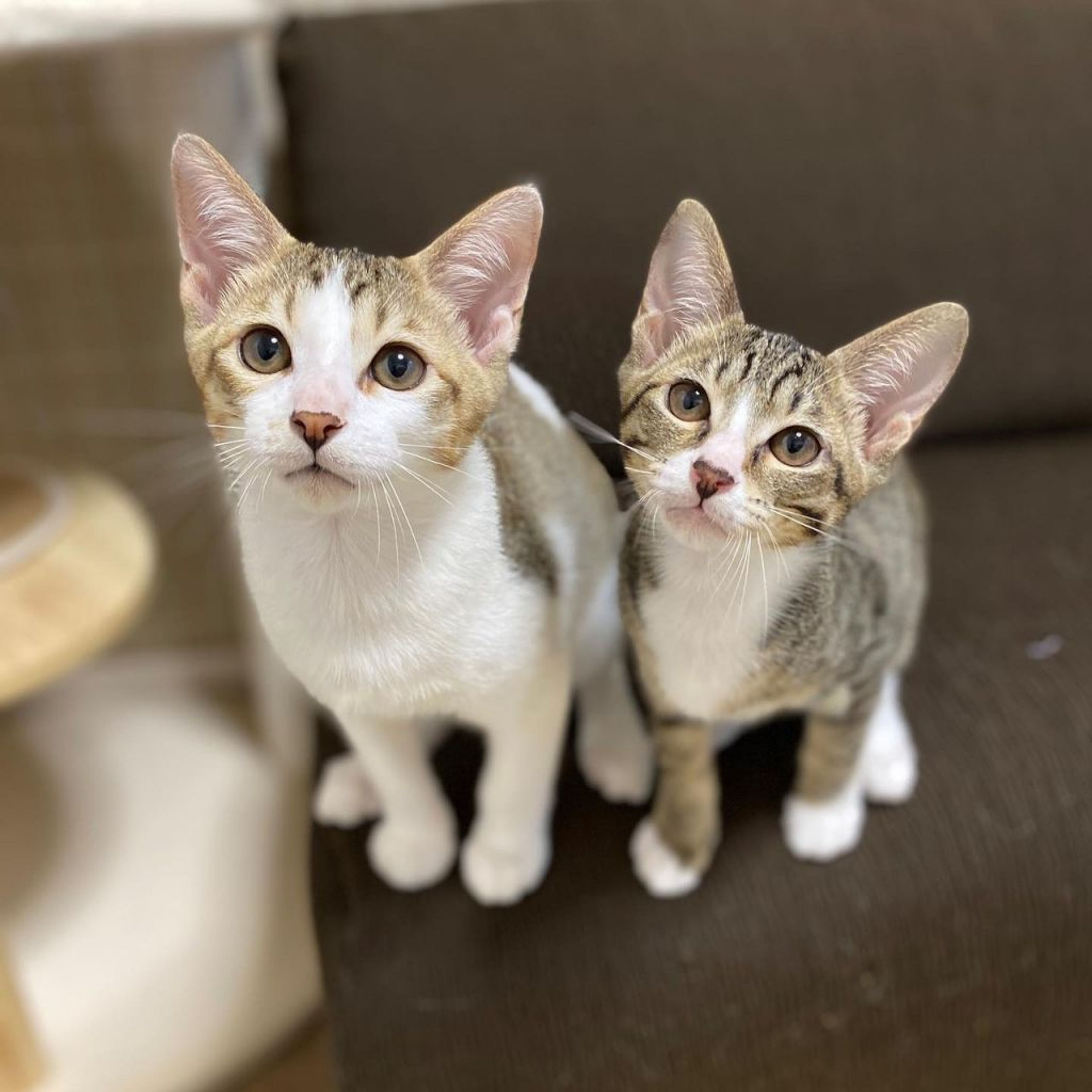 pet-image-5
