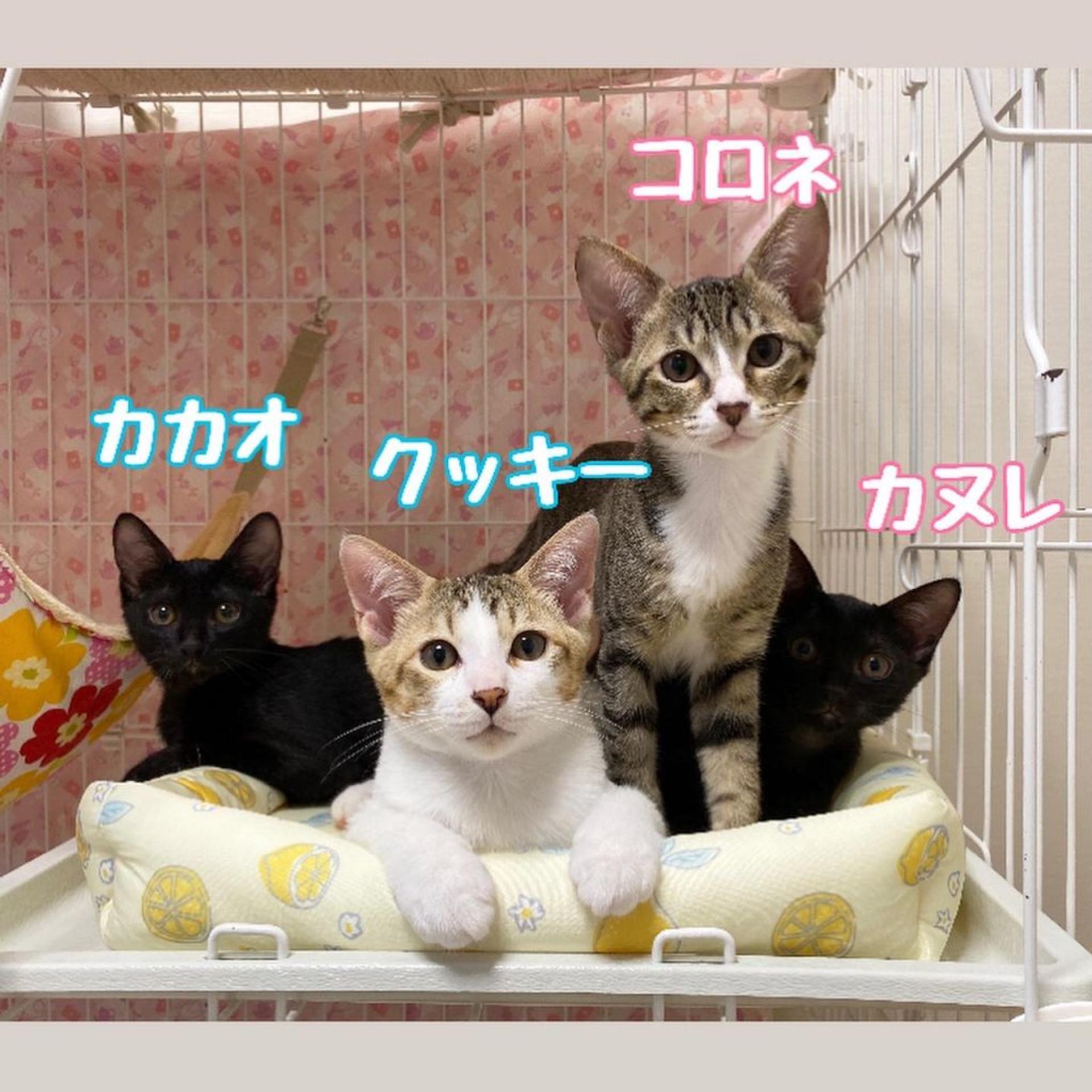 pet-image-7