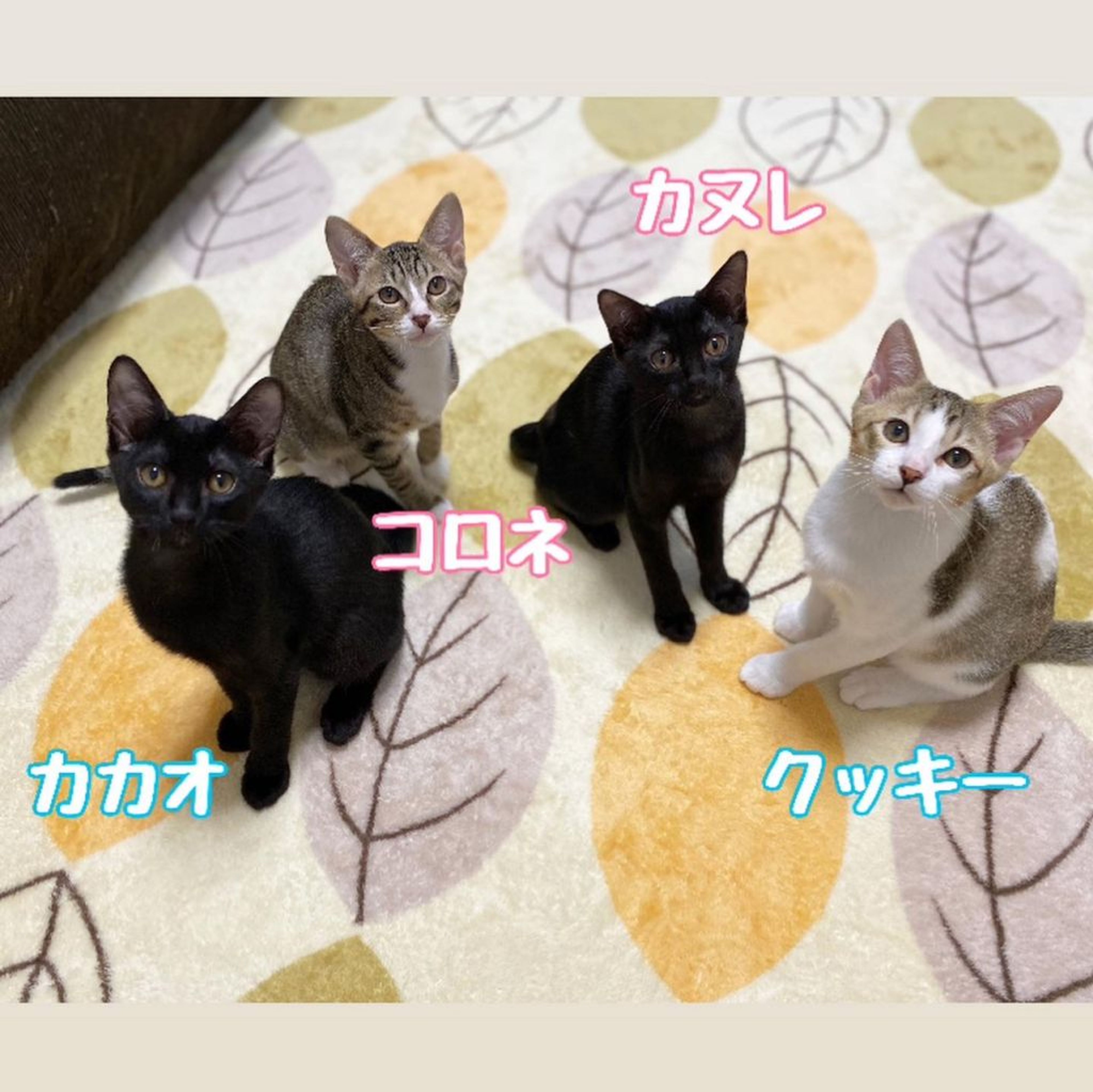 pet-image-8