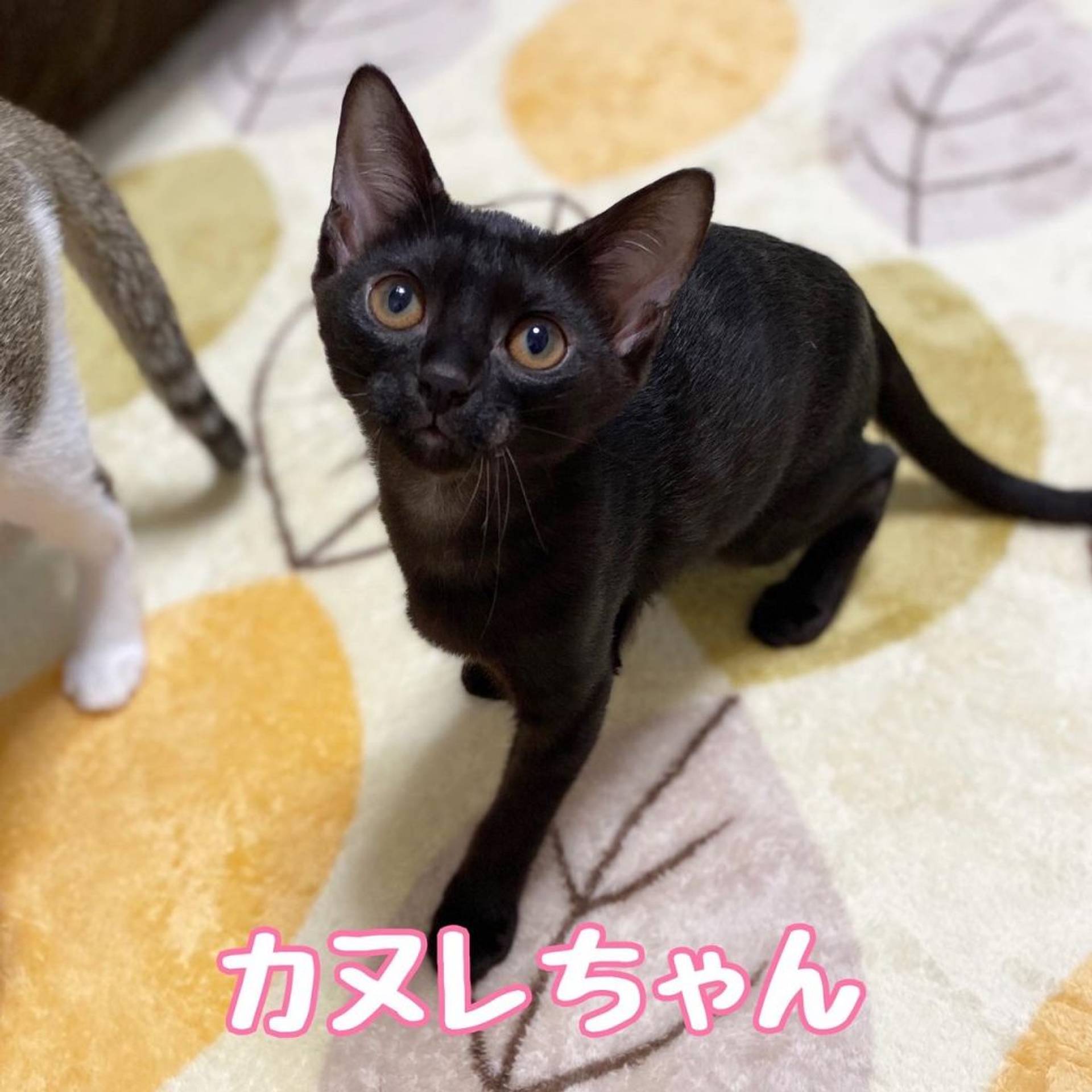 雑種（ミックス猫）・メスの里親募集の写真