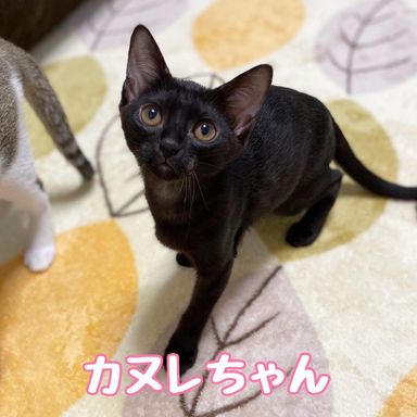 カヌレの写真