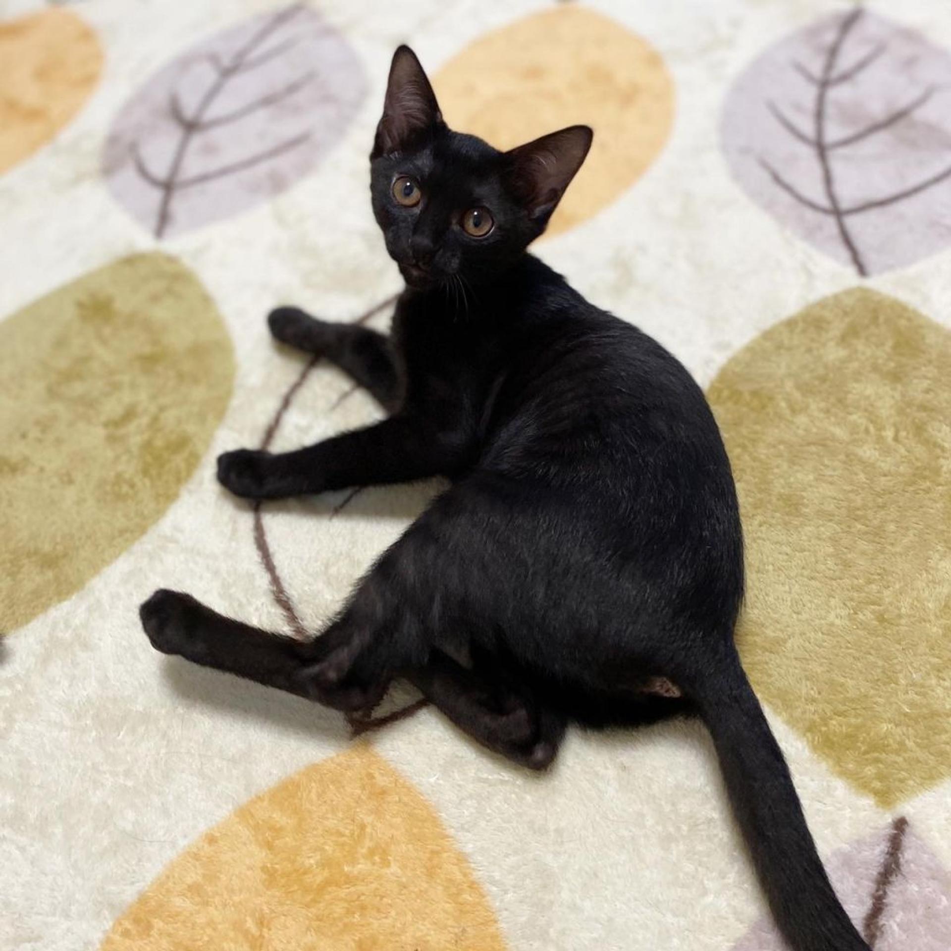 pet-image-2