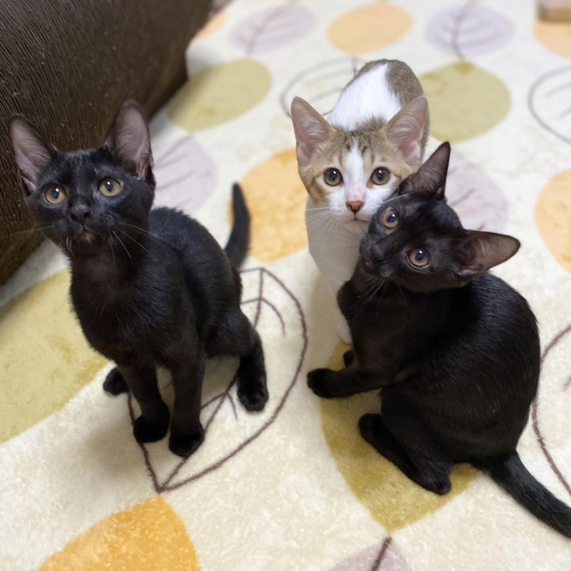 pet-image-6