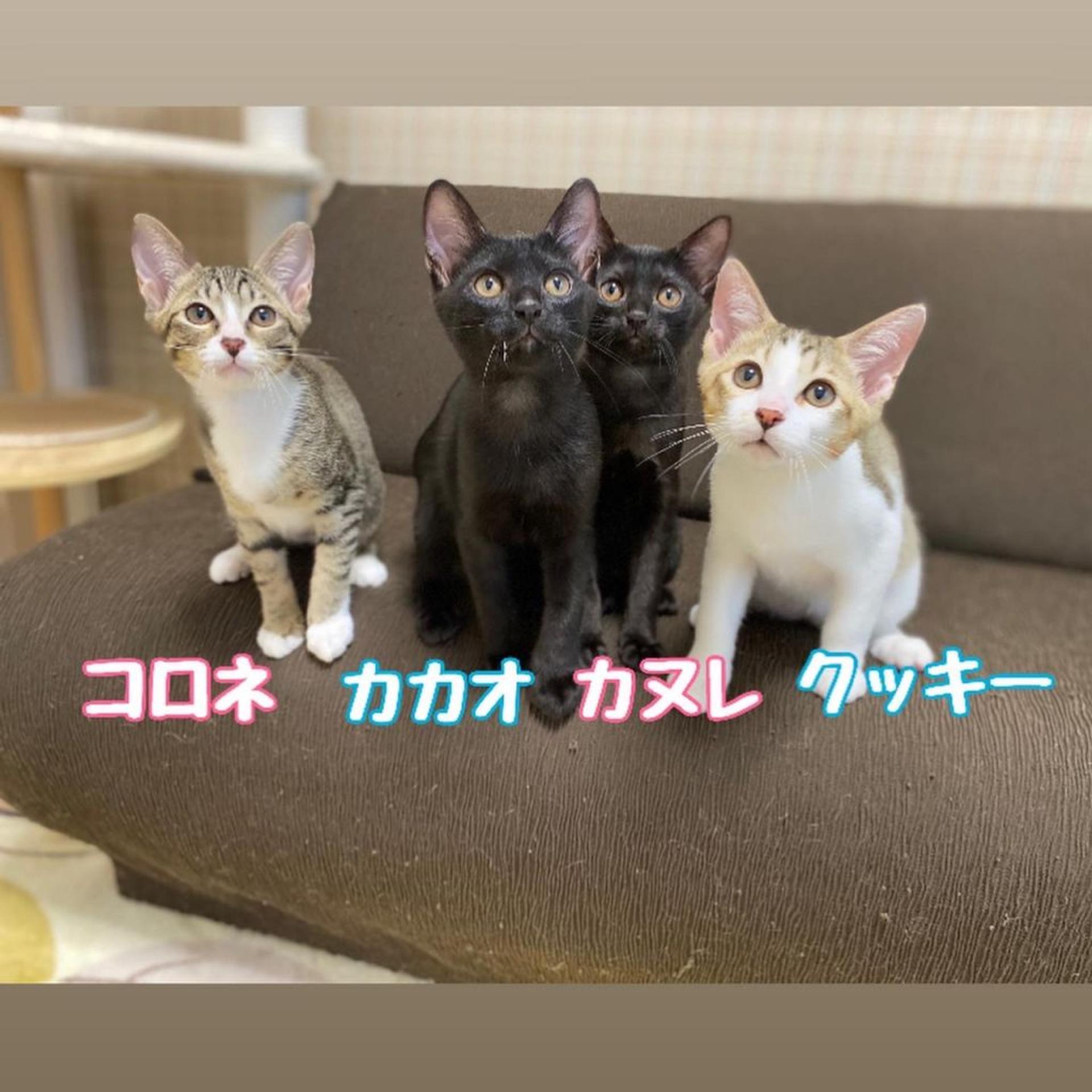 pet-image-7