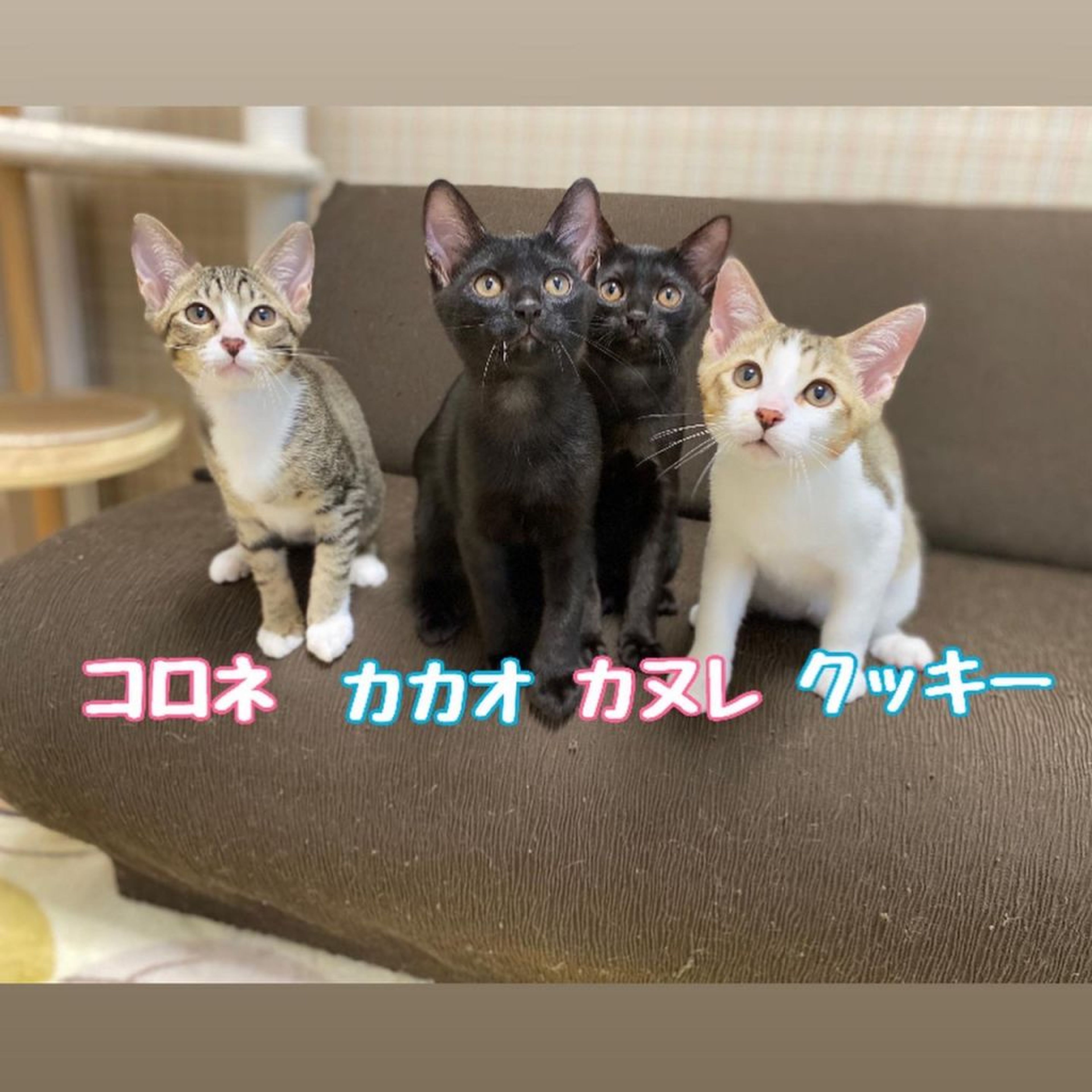 pet-image-7