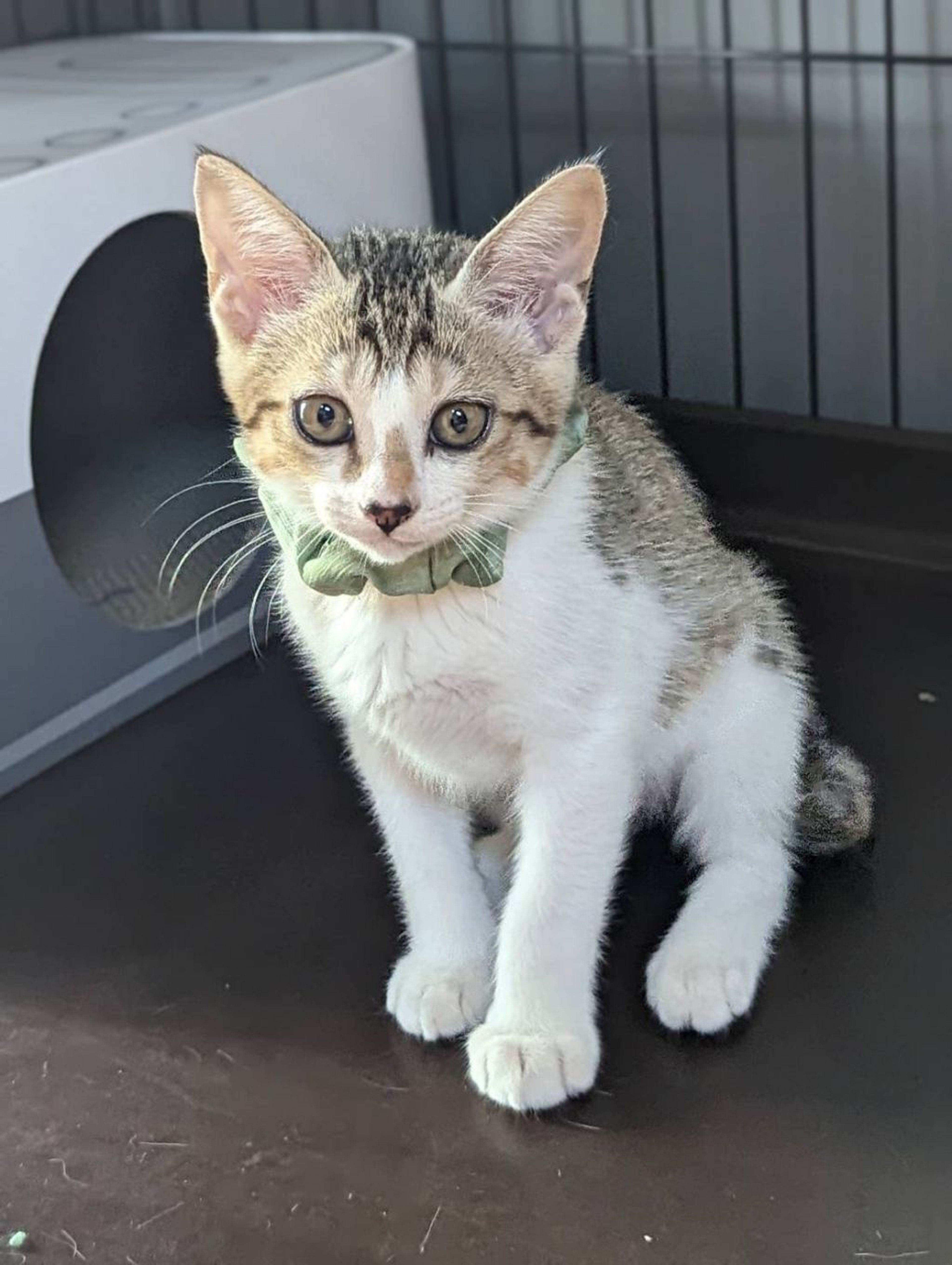 pet-image-3
