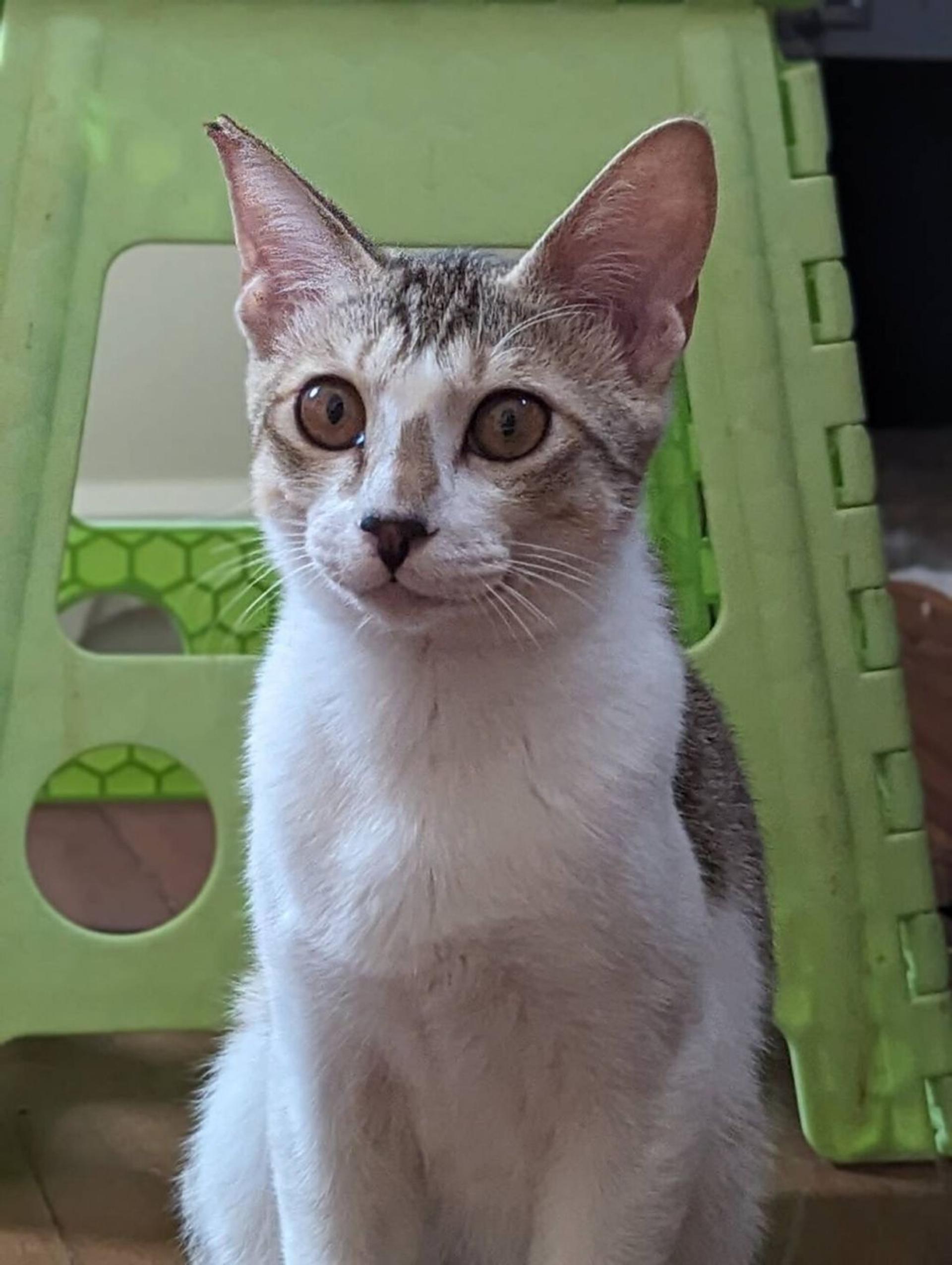 pet-image-2