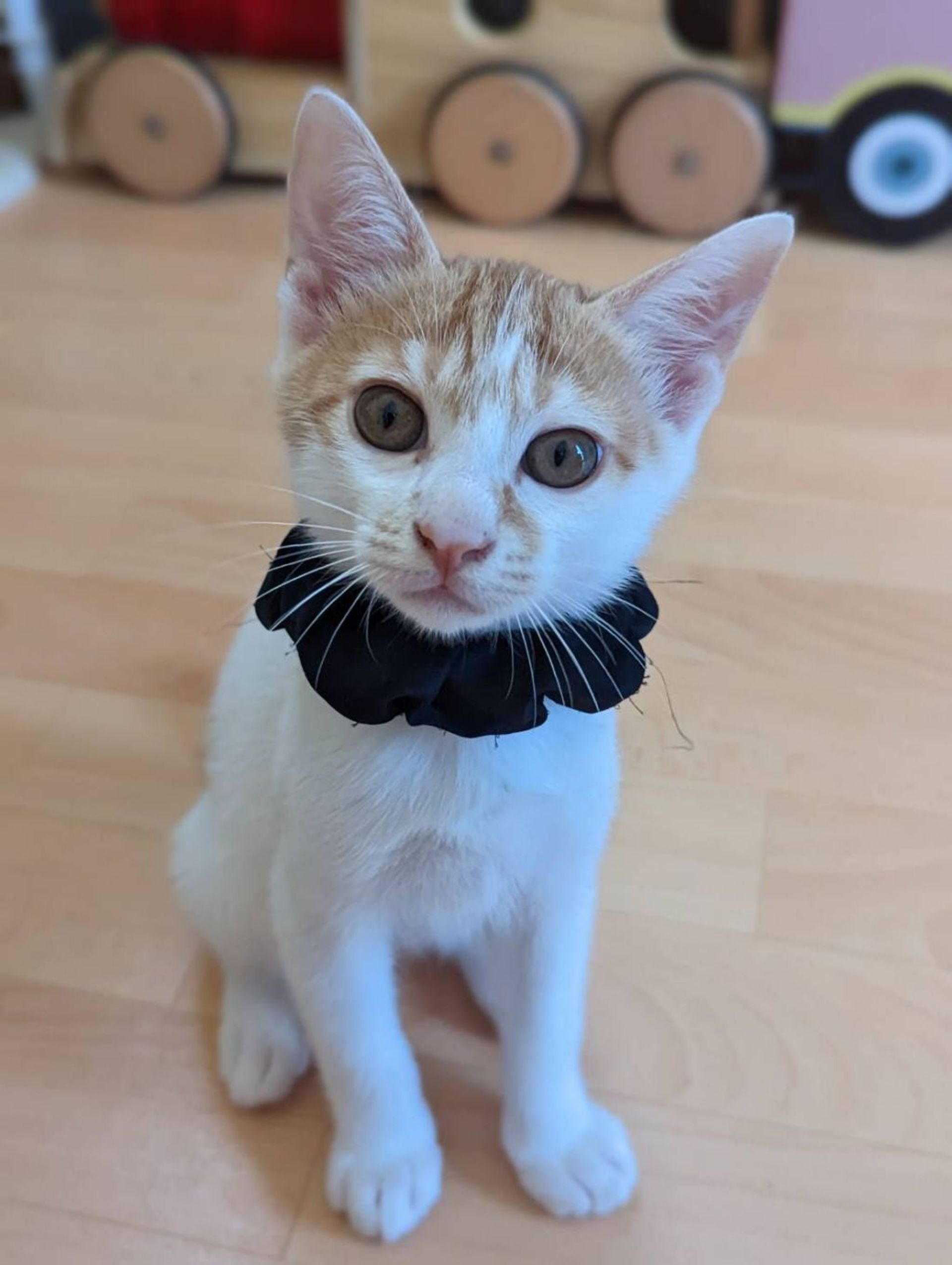 雑種（ミックス猫）・オスの里親募集の写真