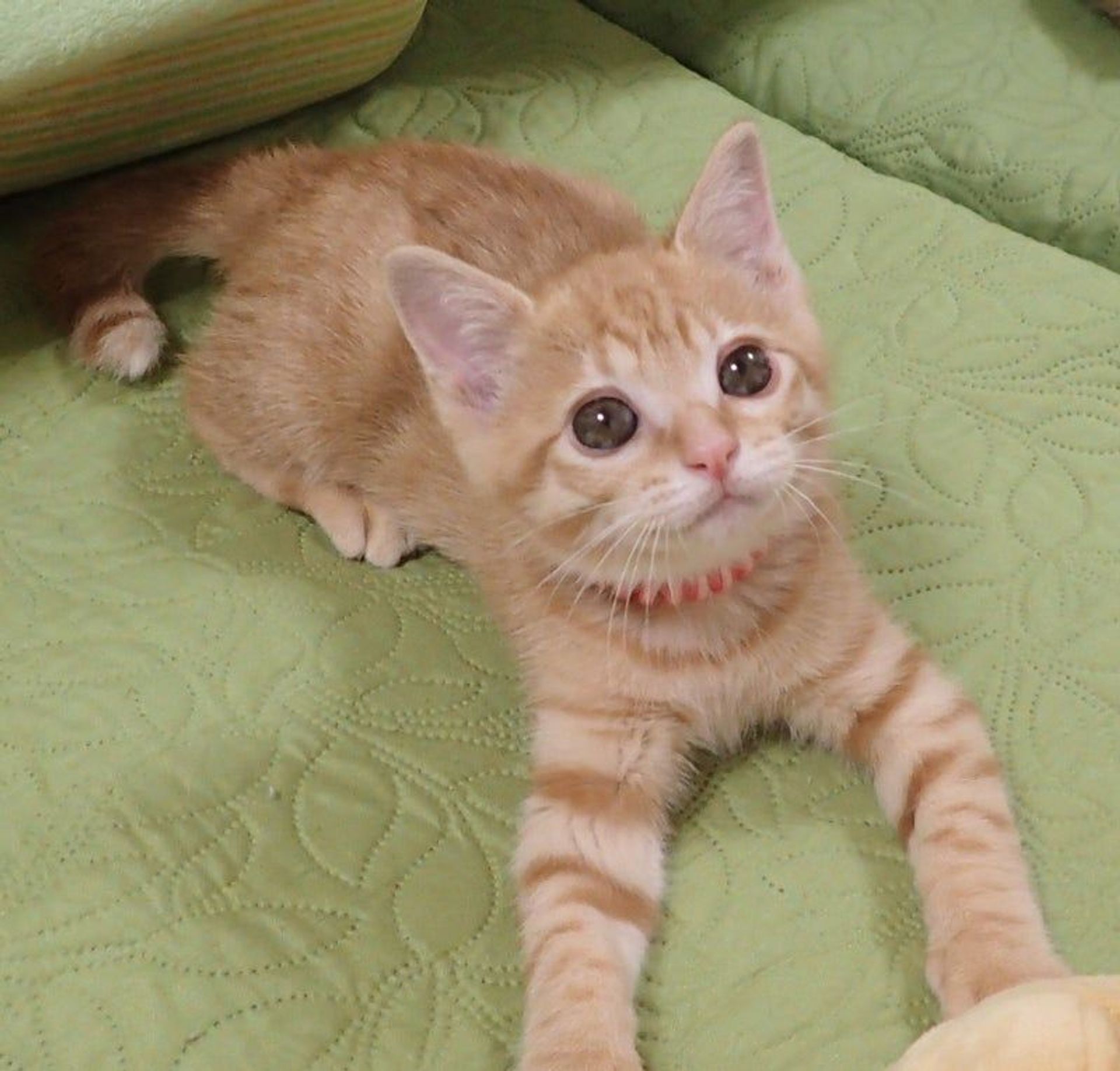 雑種（ミックス猫）・メスの里親募集の写真