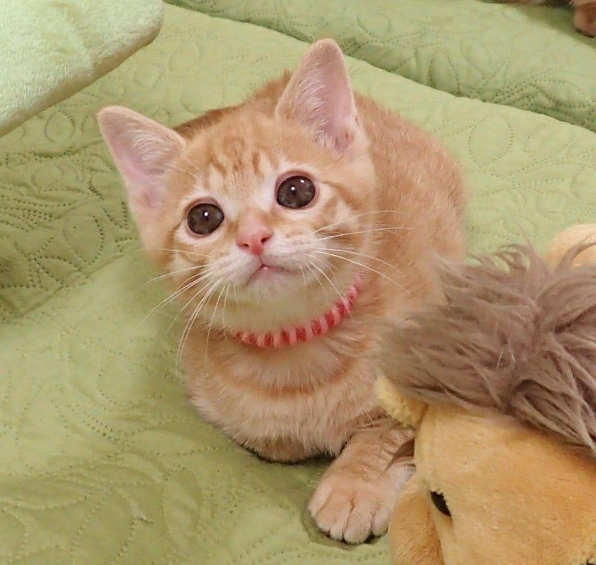 pet-image-2