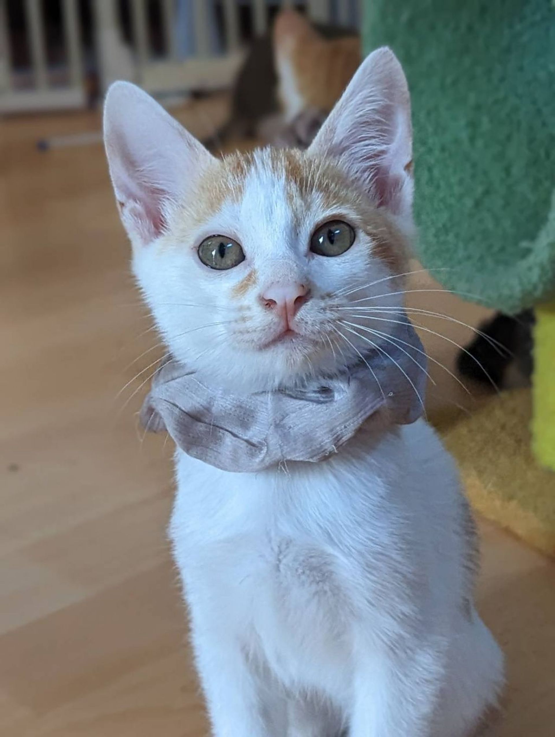 雑種（ミックス猫）・オスの里親募集の写真