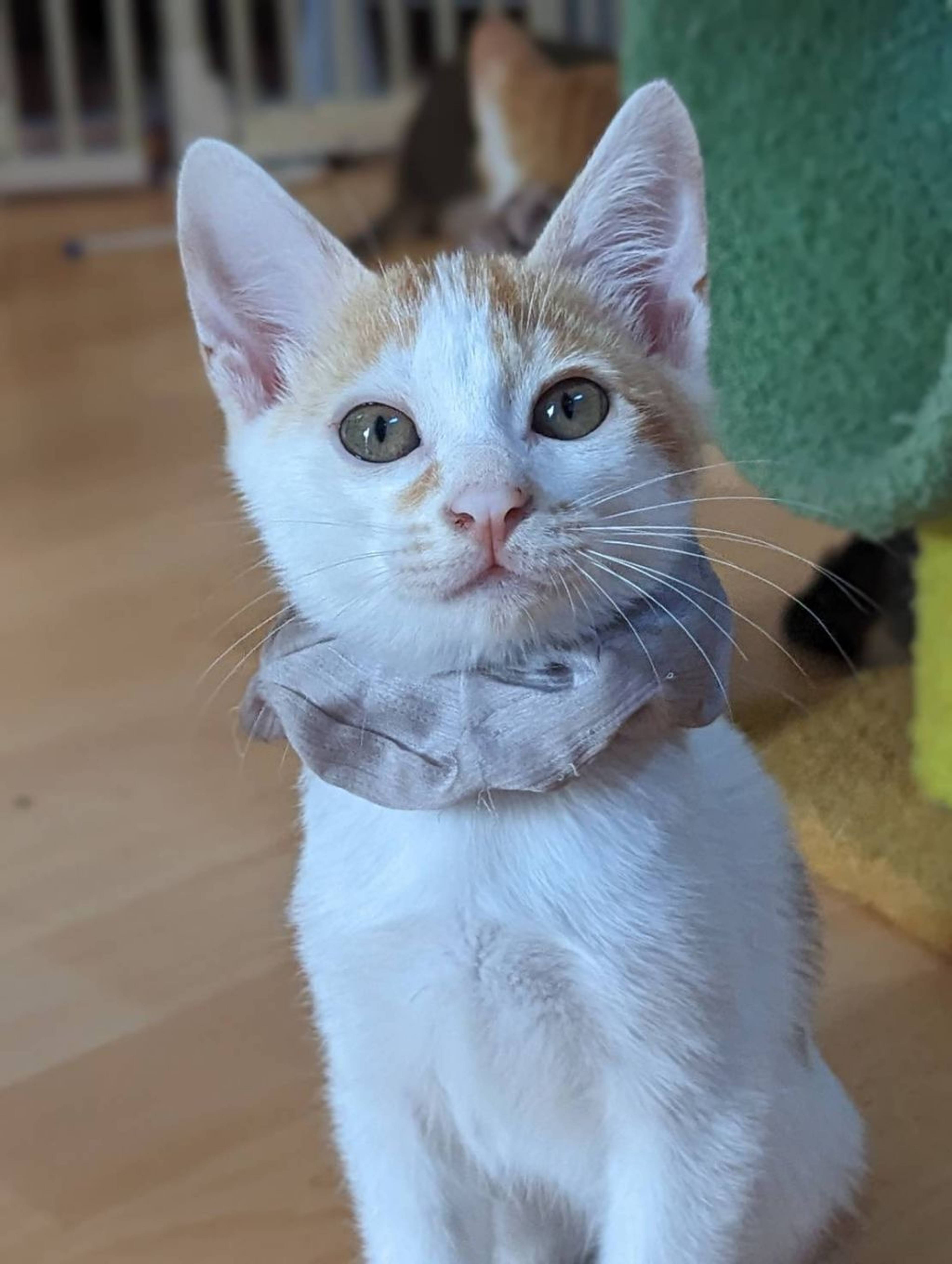雑種（ミックス猫）・オスの里親募集の写真