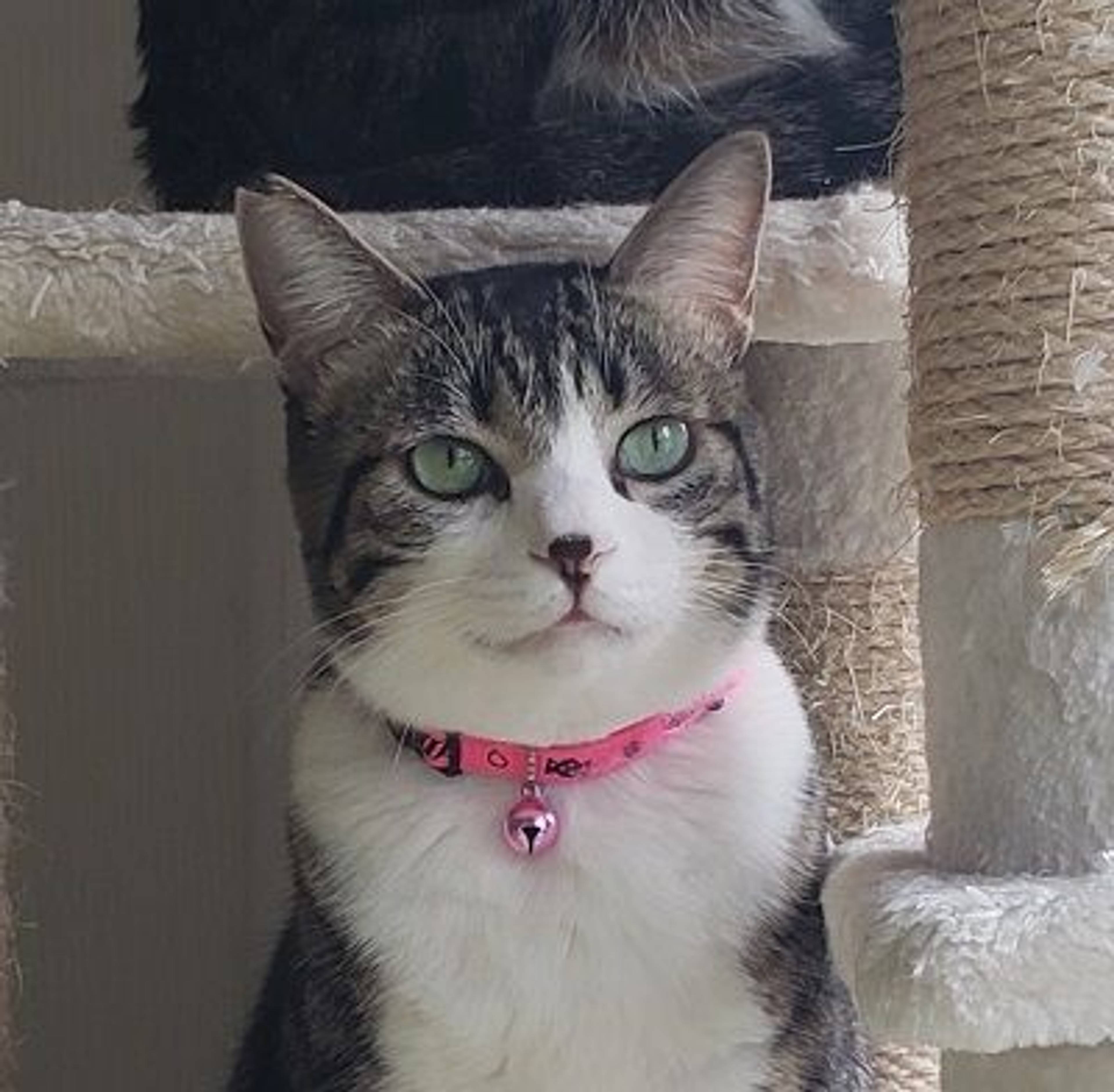 雑種（ミックス猫）・オスの里親募集の写真