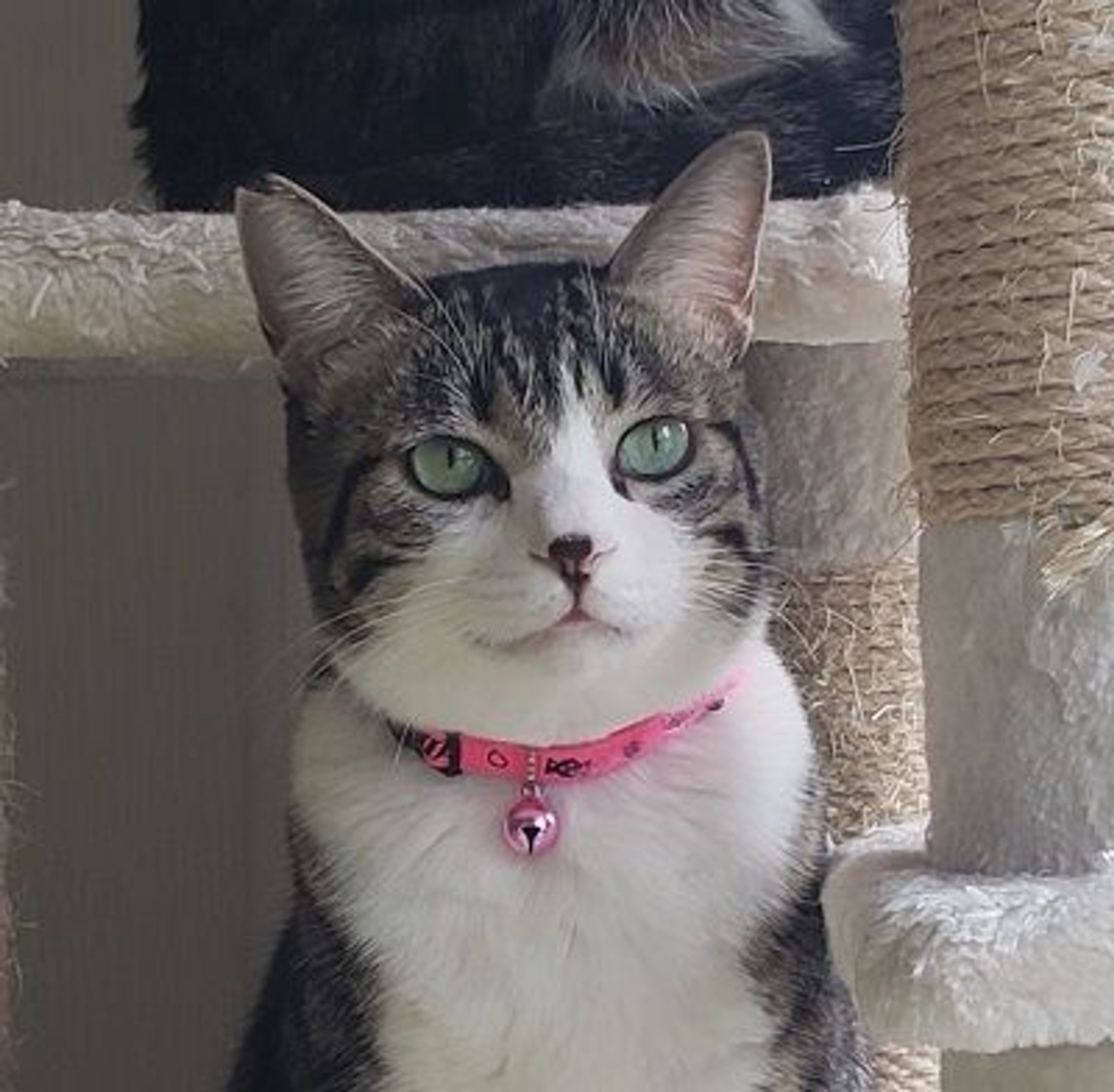 雑種（ミックス猫）・オスの里親募集の写真
