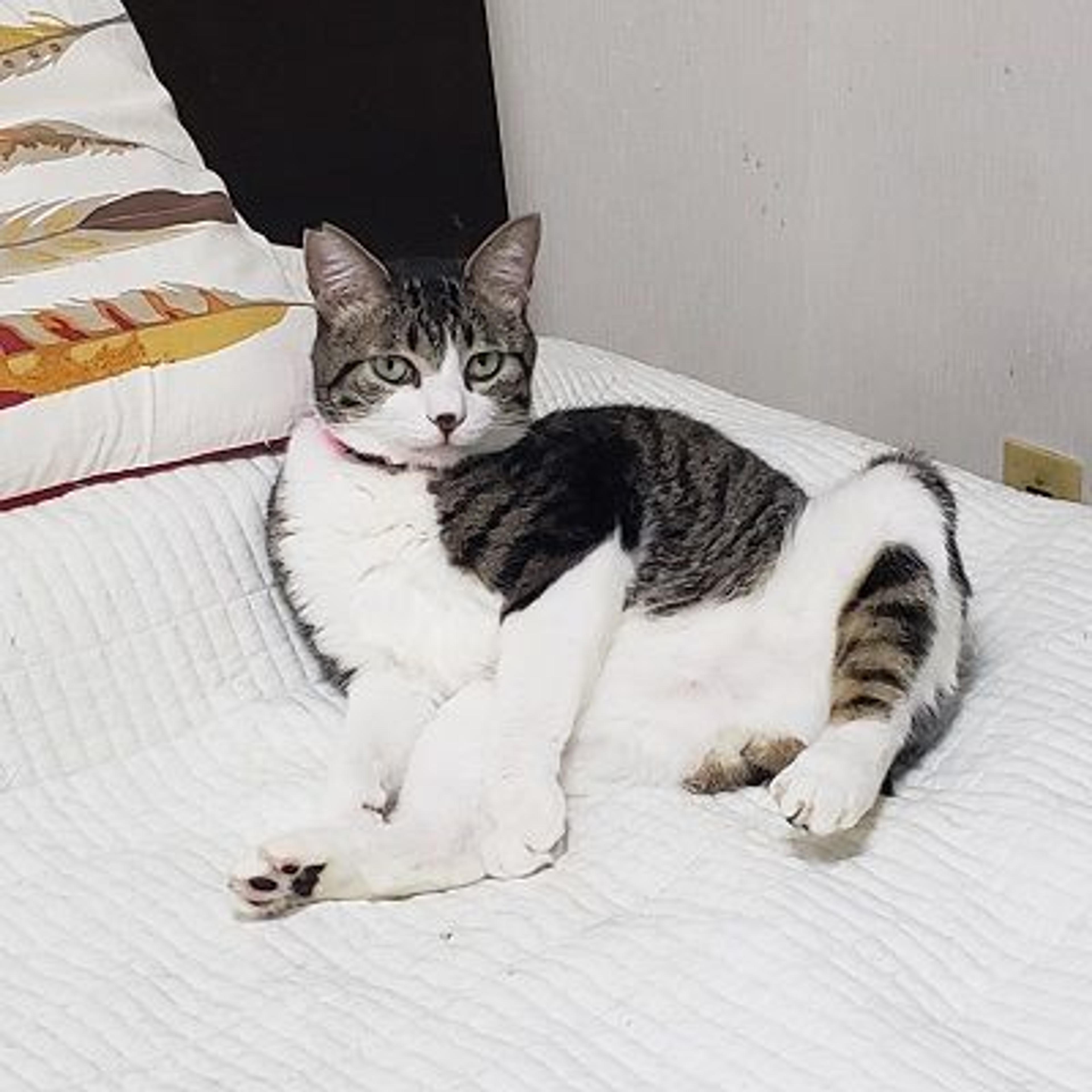 pet-image-2