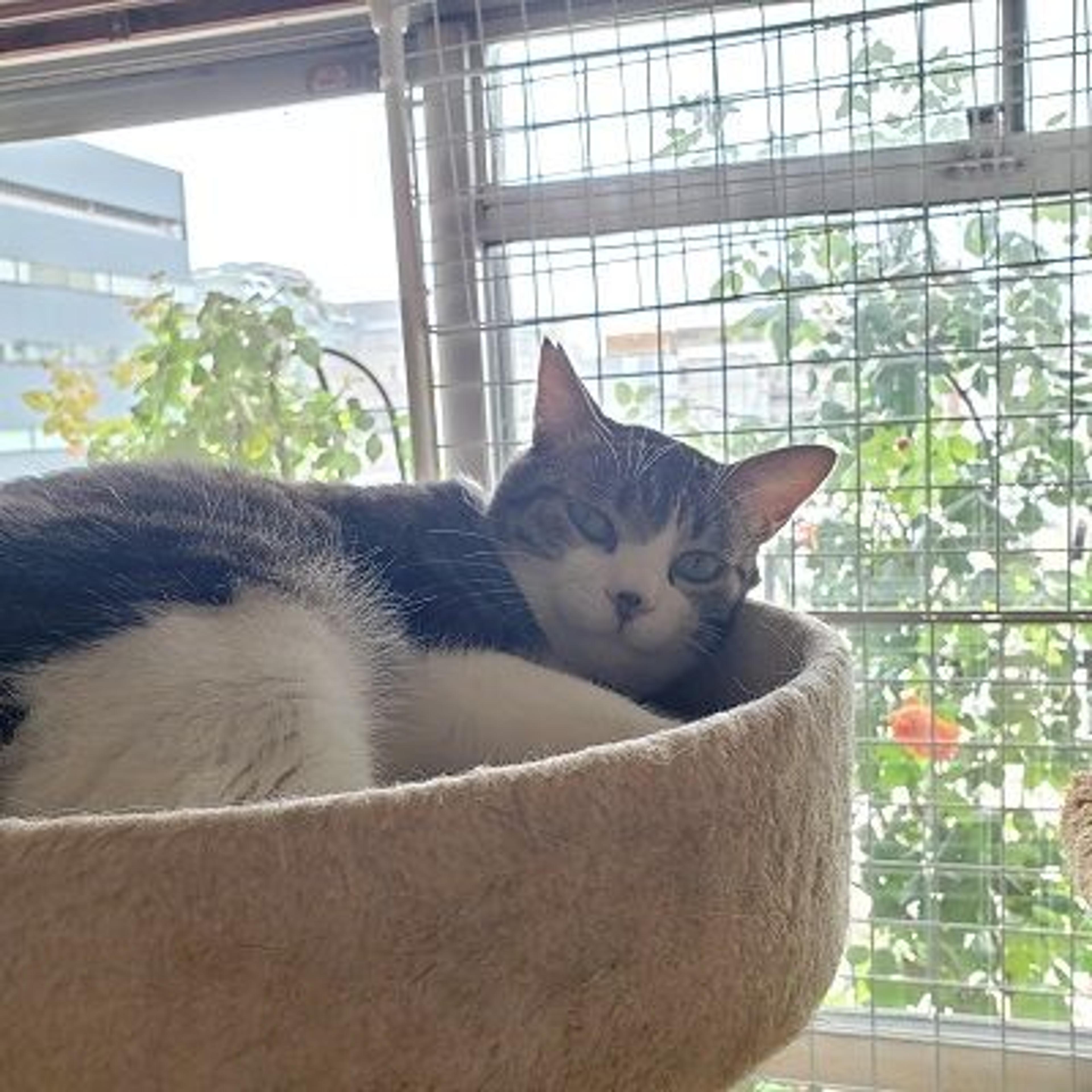 pet-image-3