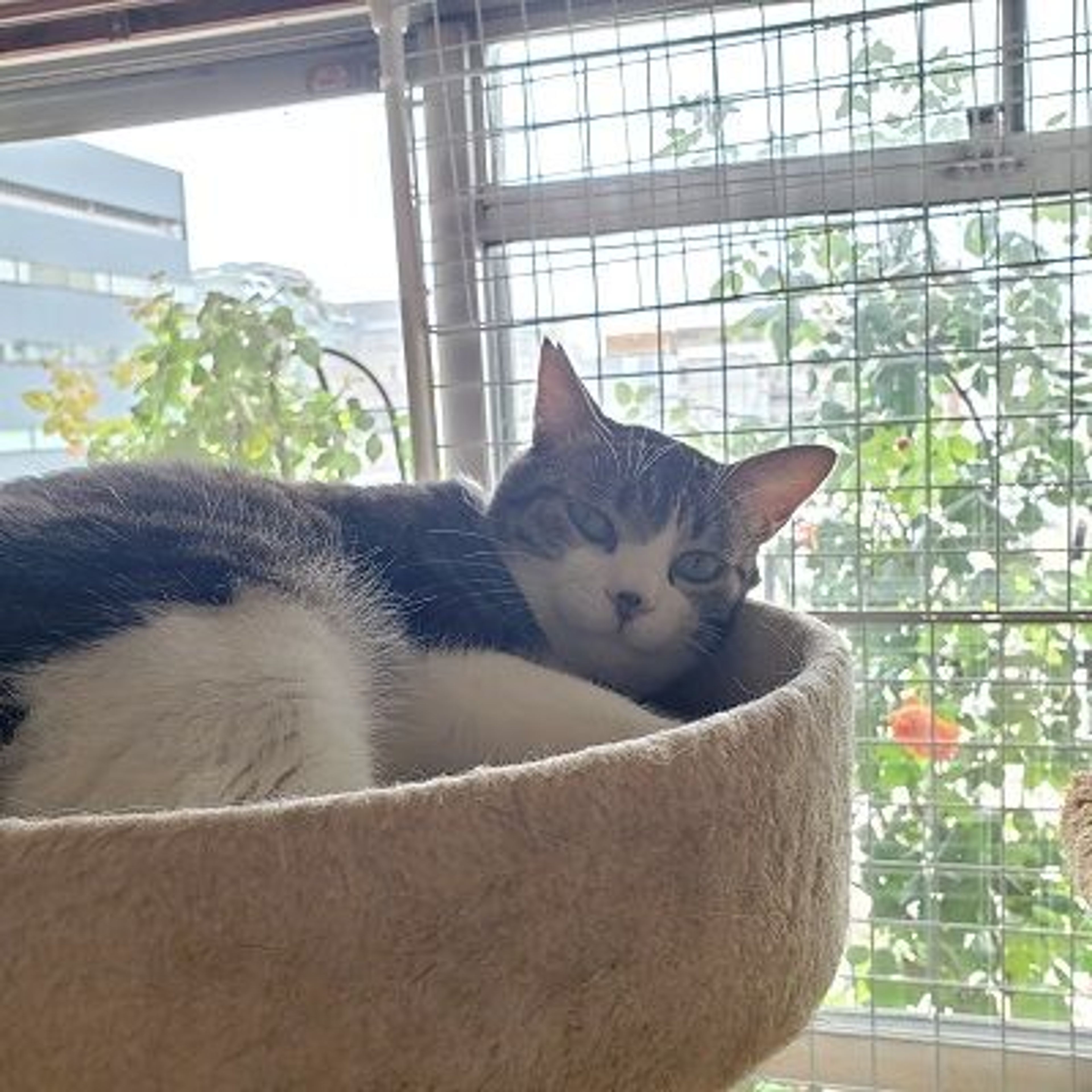 pet-image-3