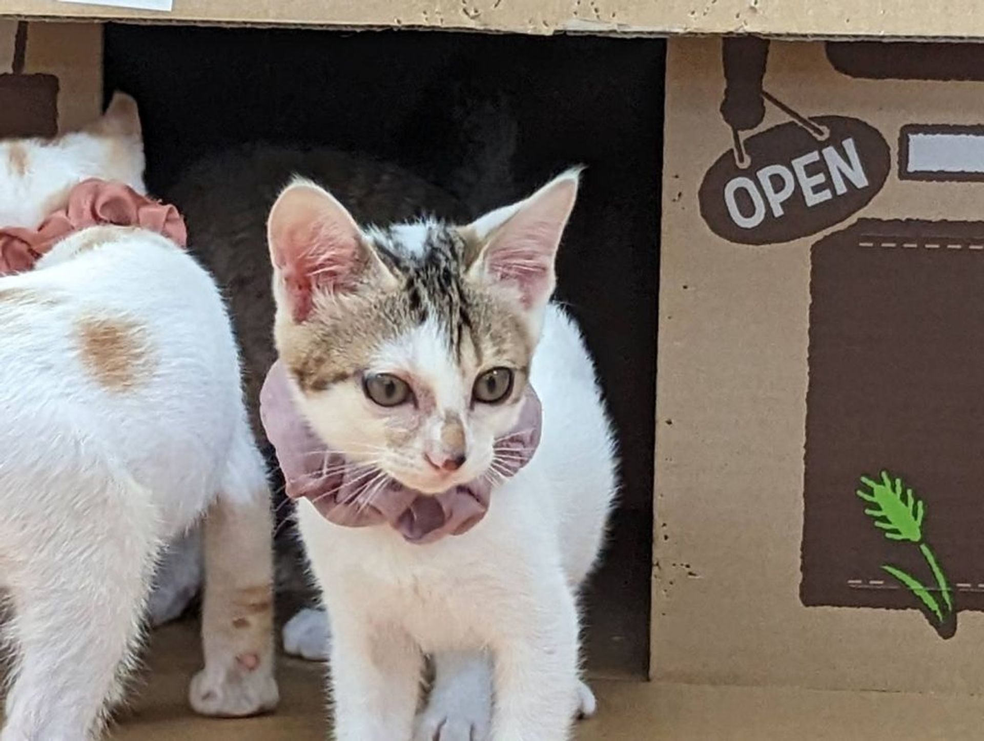 雑種（ミックス猫）・オスの里親募集の写真
