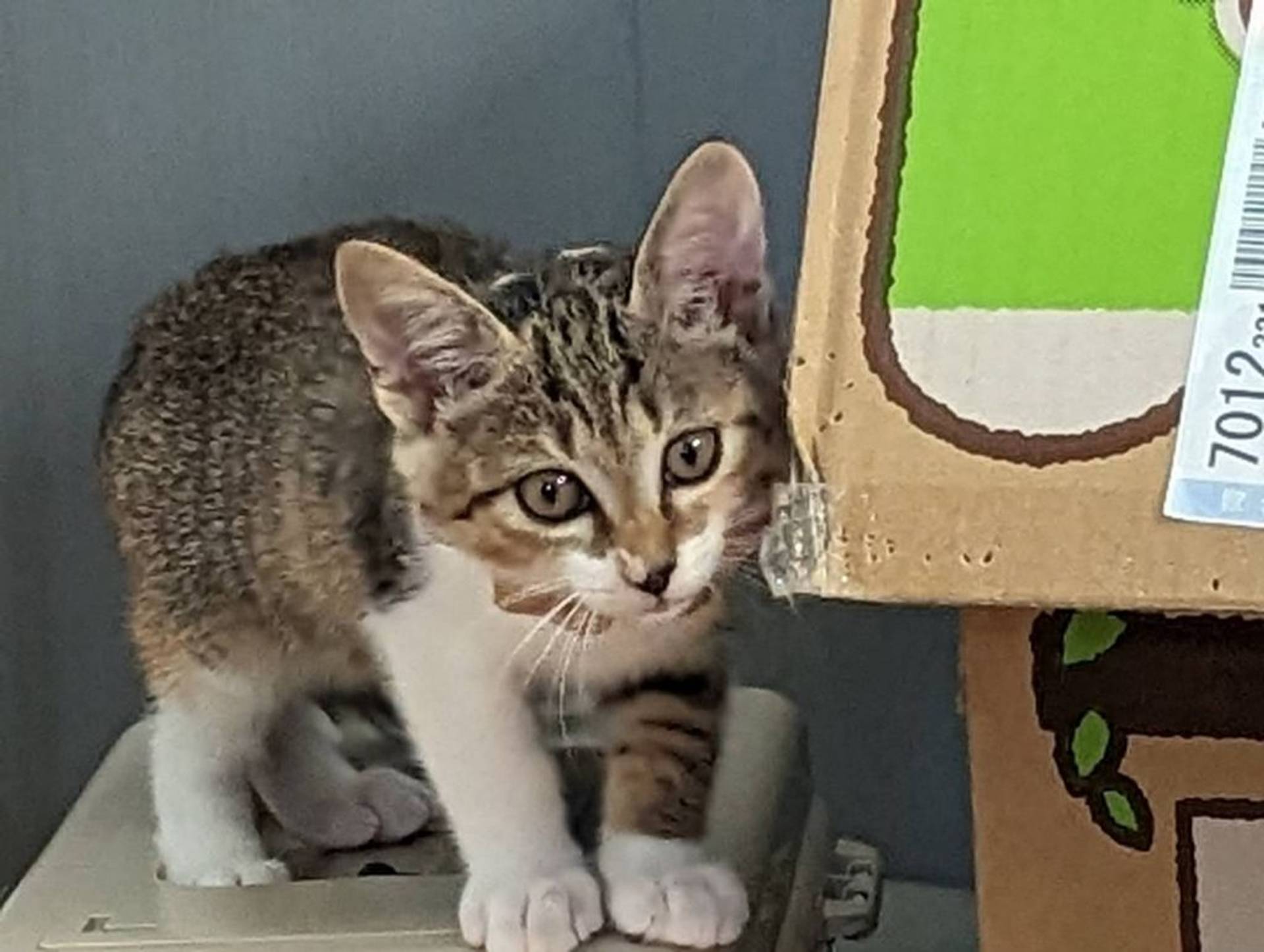 雑種（ミックス猫）・メスの里親募集の写真