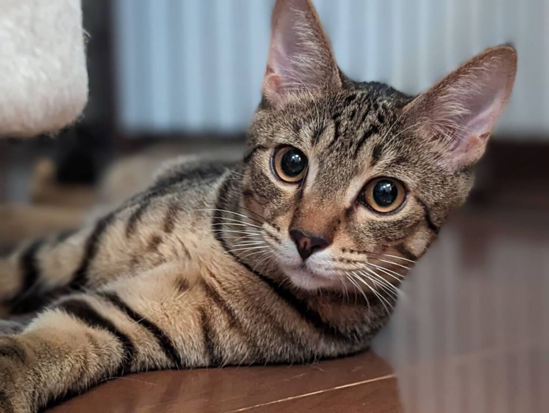 雑種（ミックス猫）・オスの里親募集の写真