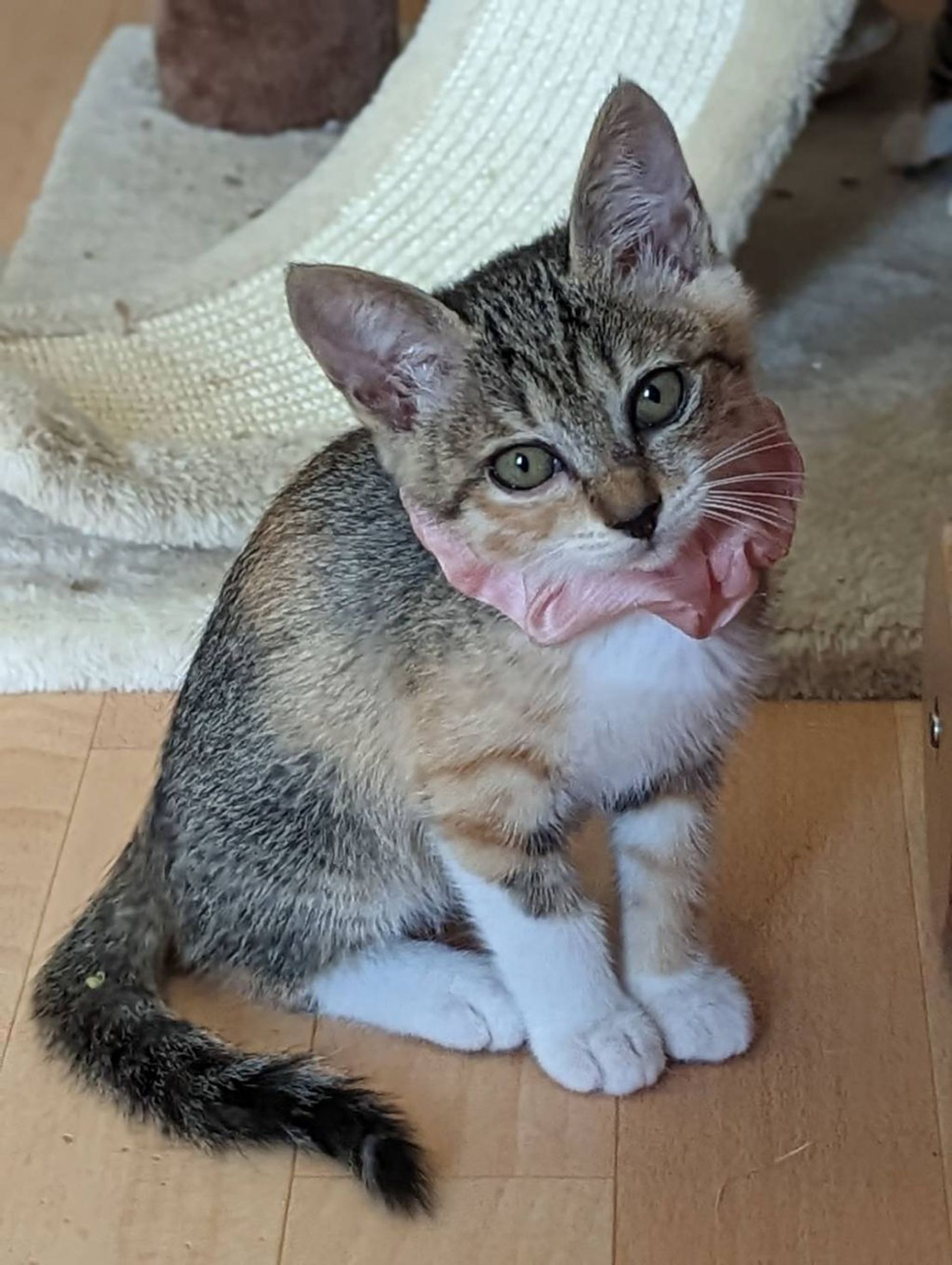 雑種（ミックス猫）・メスの里親募集の写真