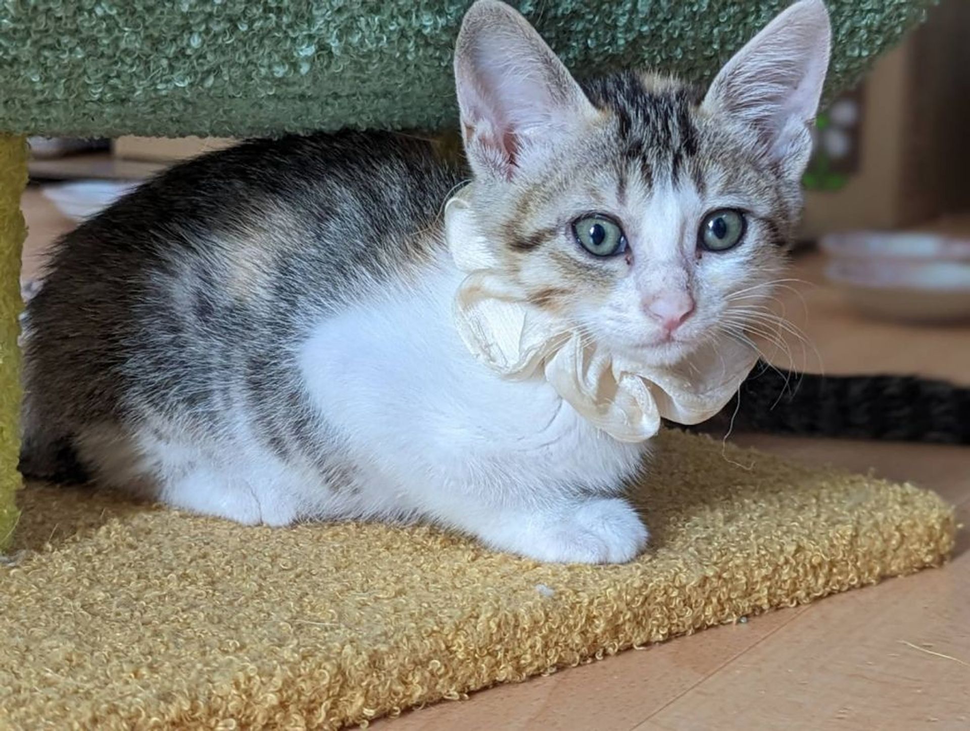 雑種（ミックス猫）・メスの里親募集の写真