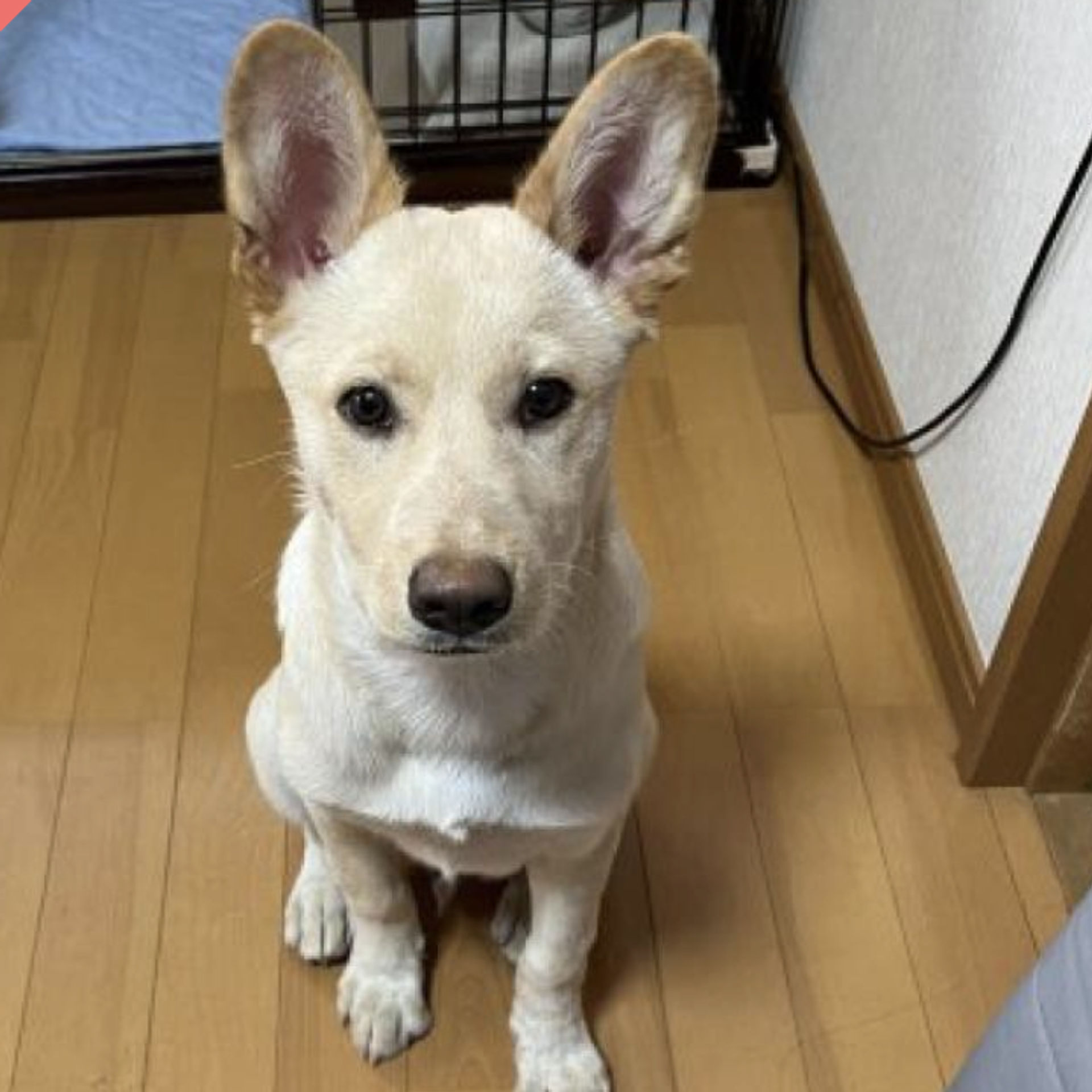雑種（ミックス犬）・オスの里親募集の写真