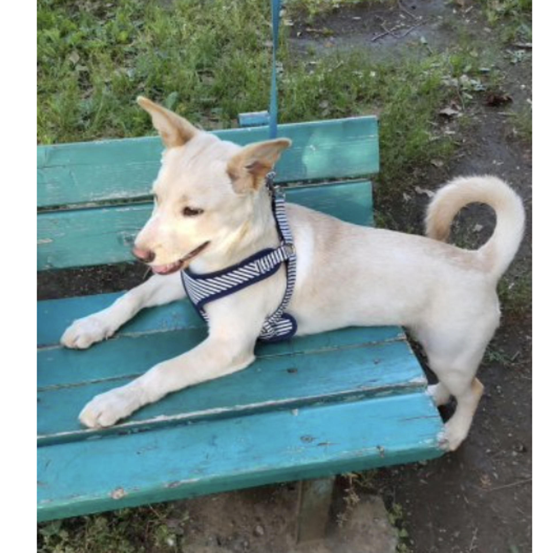pet-image-3