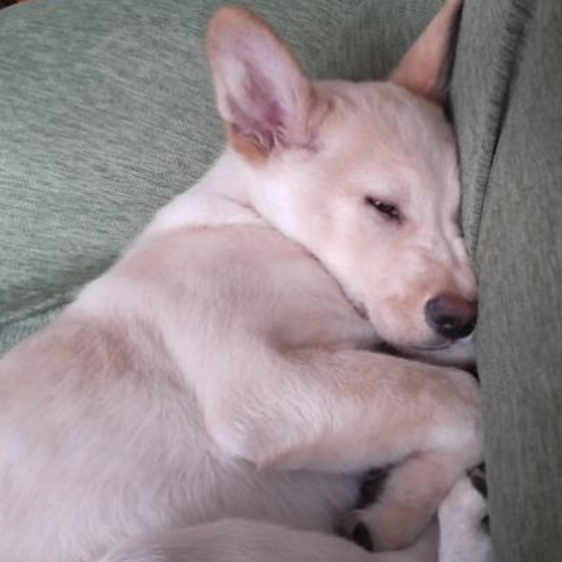 pet-image-4