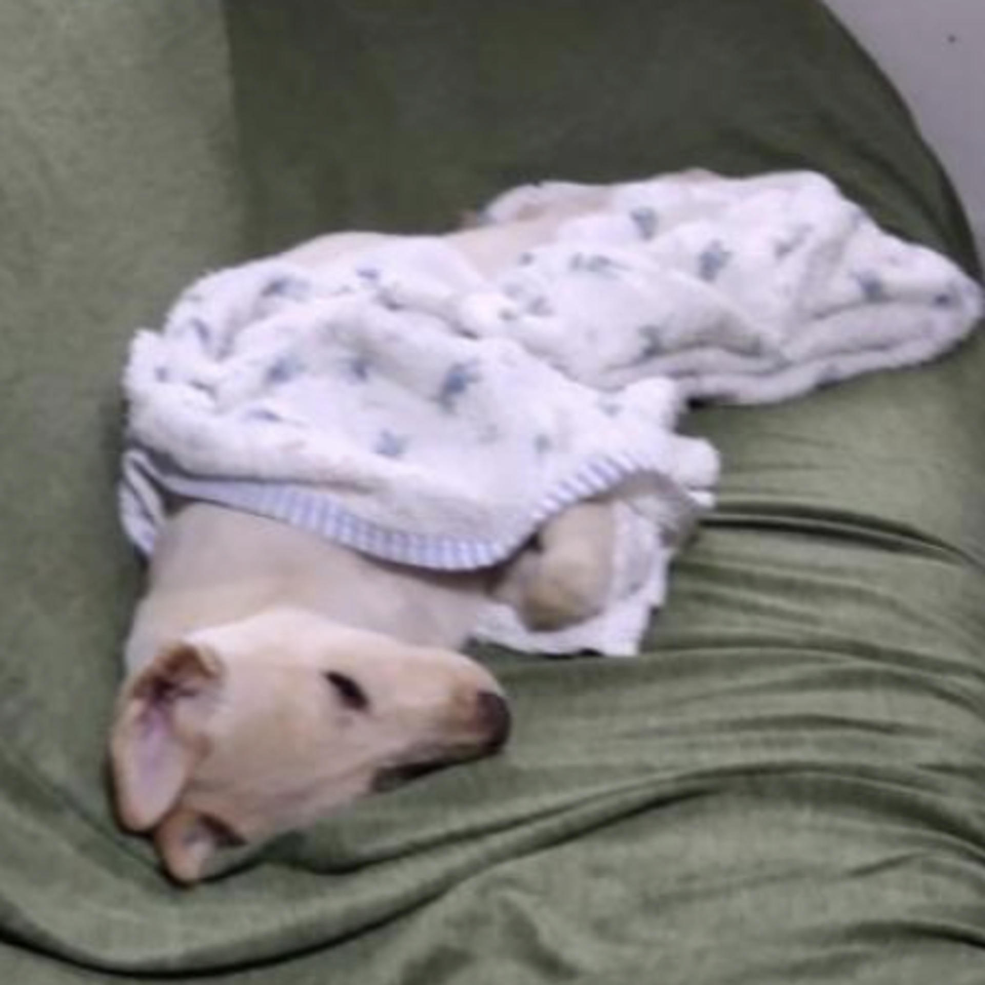 pet-image-5
