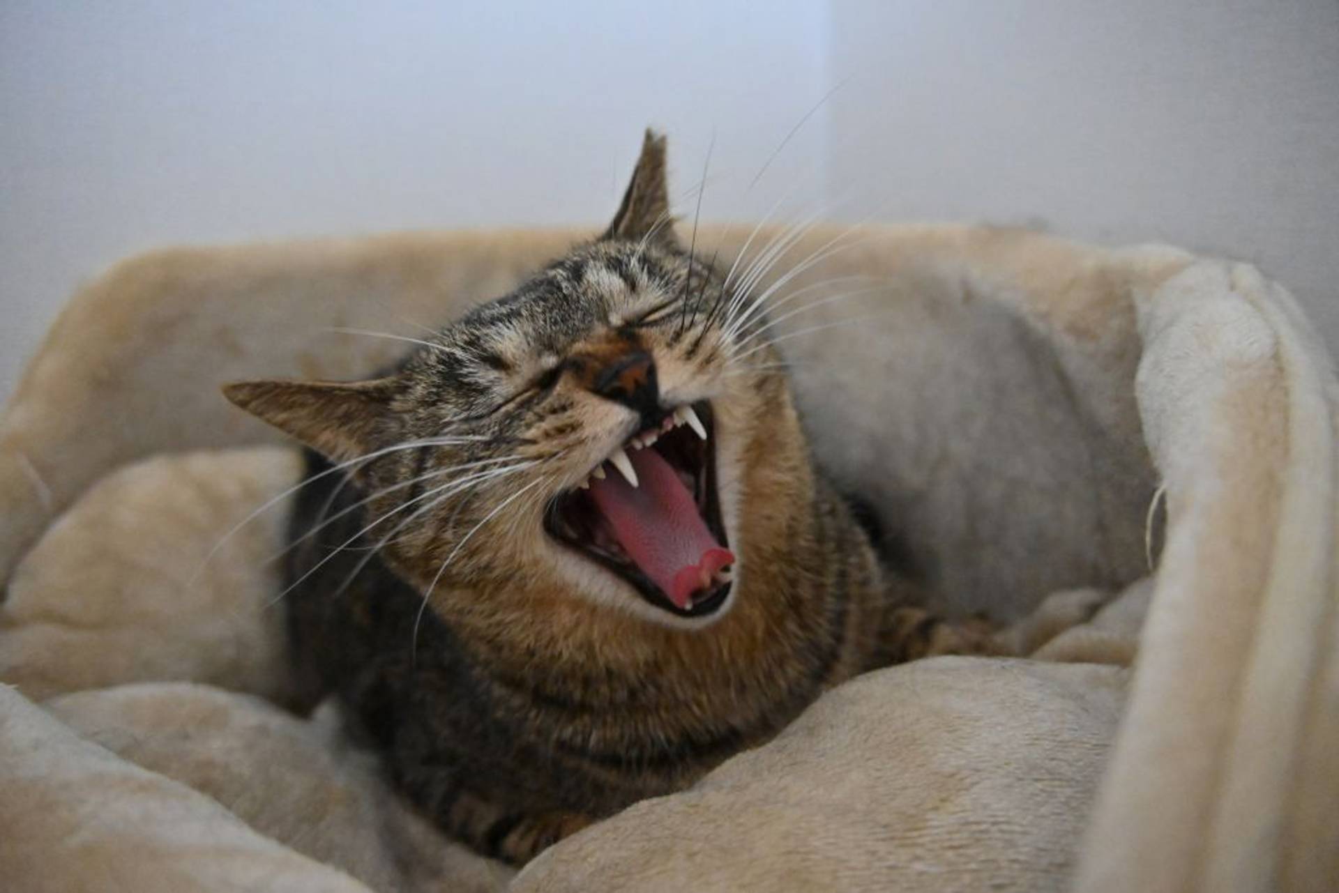 雑種（ミックス猫）・メスの里親募集の写真