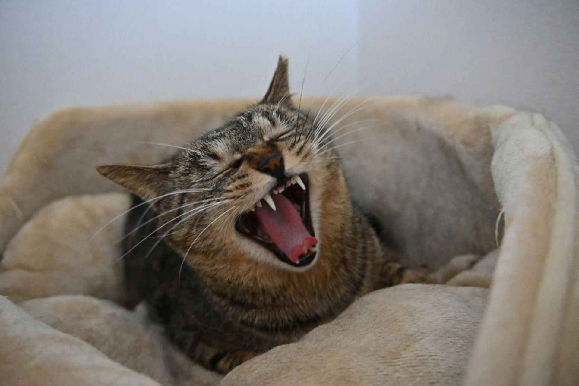 雑種（ミックス猫）・メスの里親募集の写真