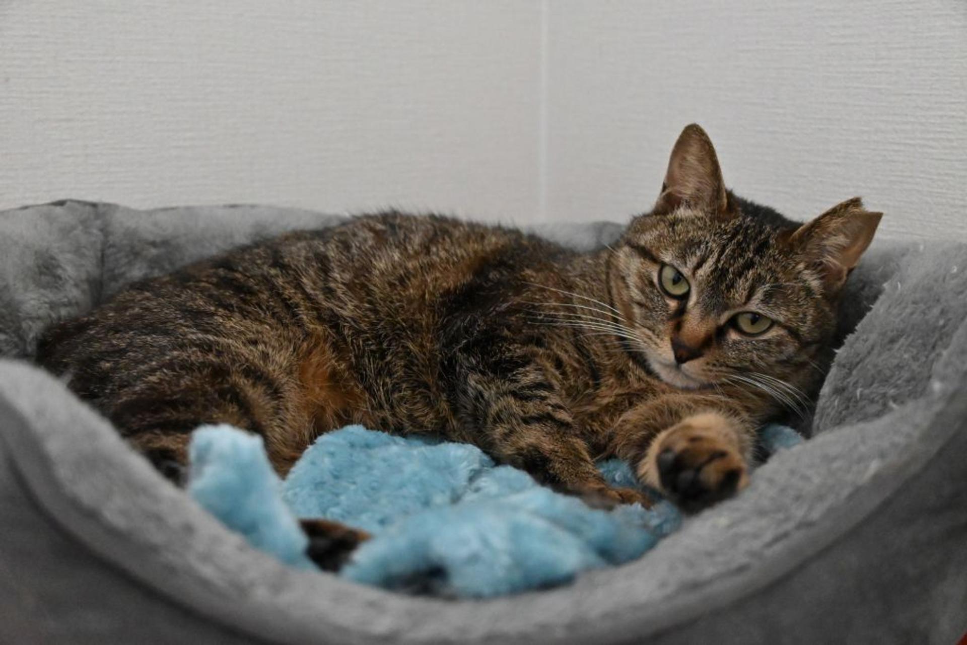 pet-image-5