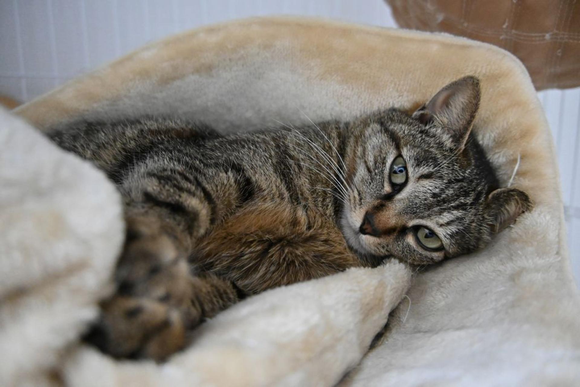 pet-image-7