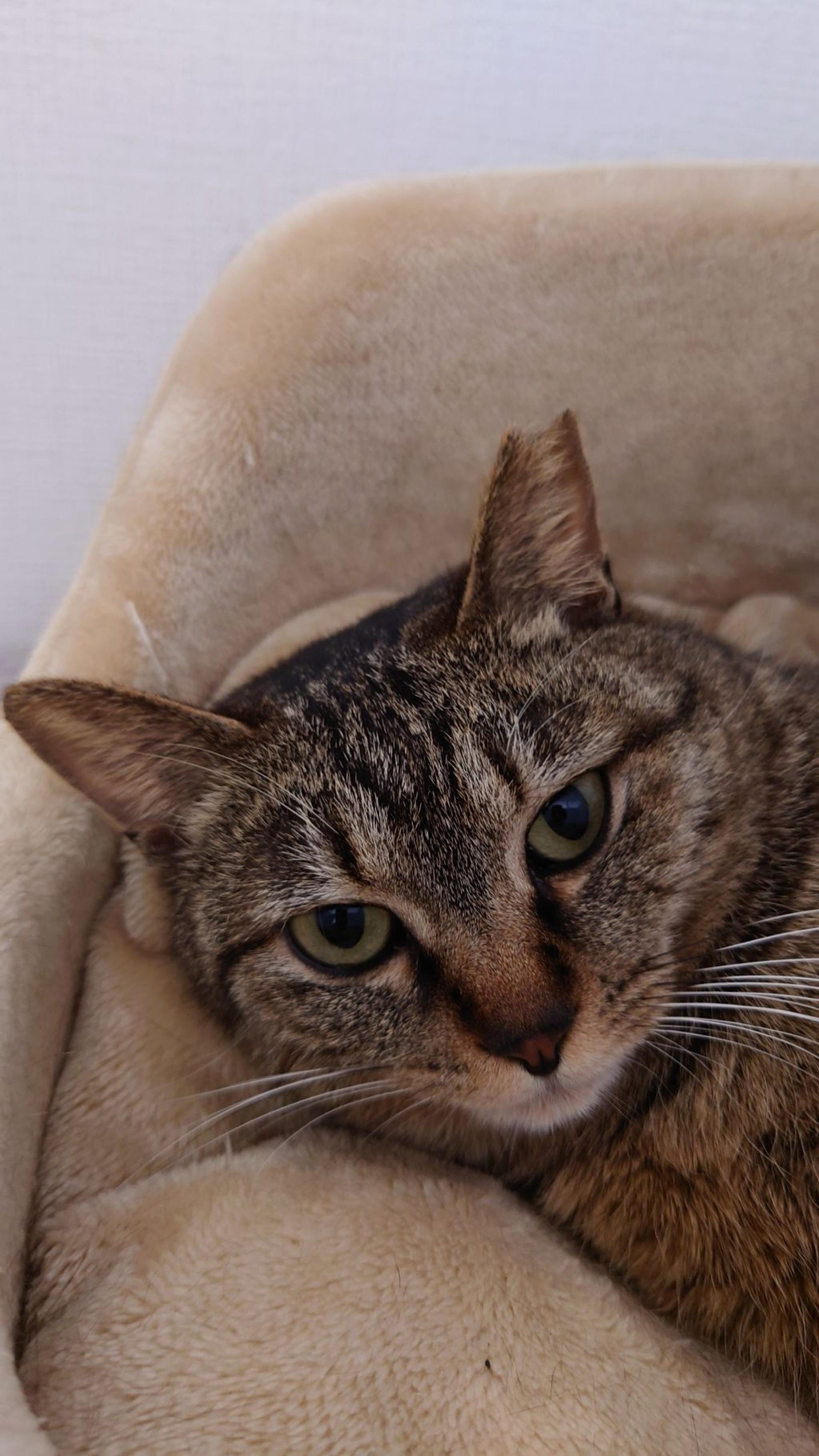 pet-image-4
