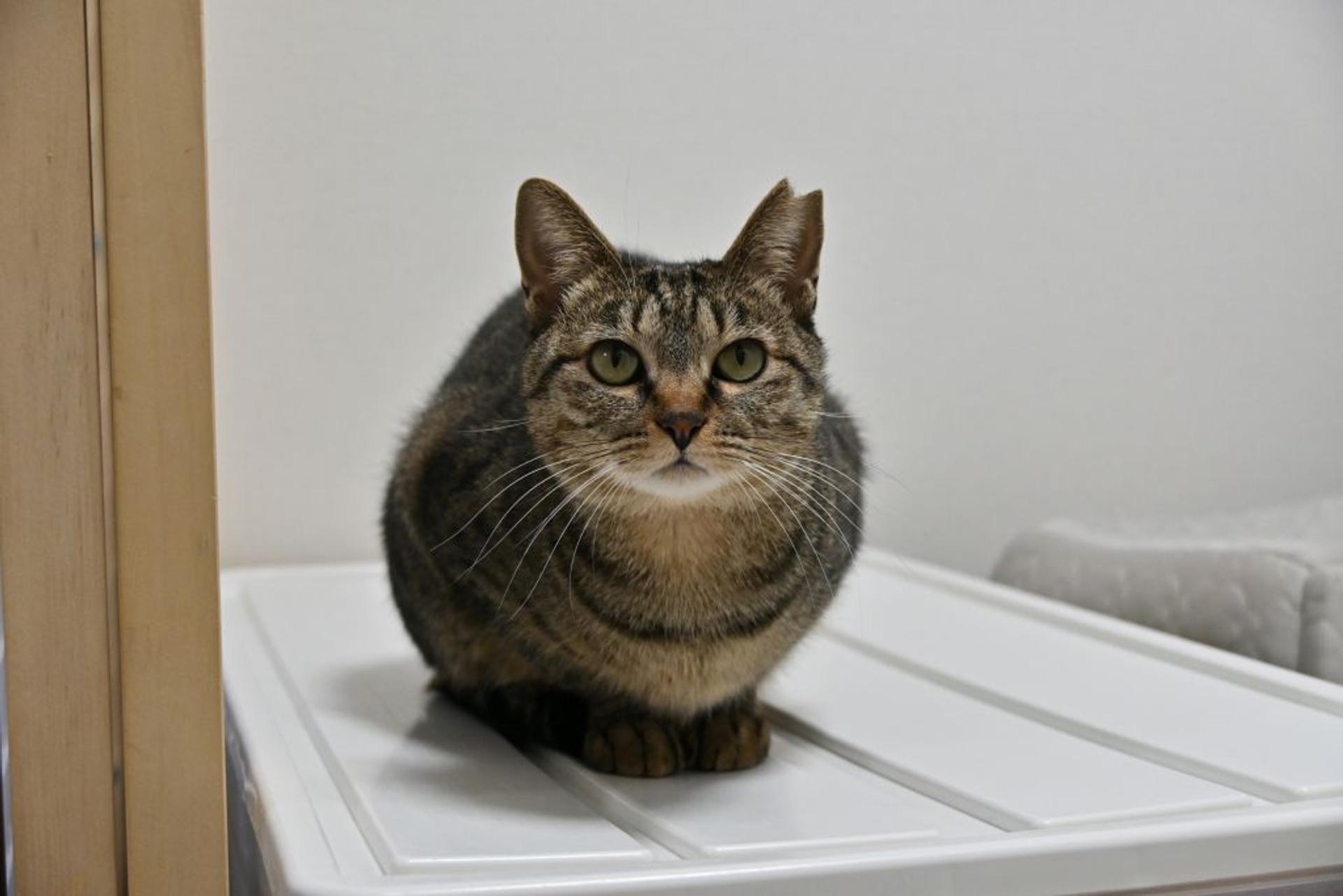 pet-image-6
