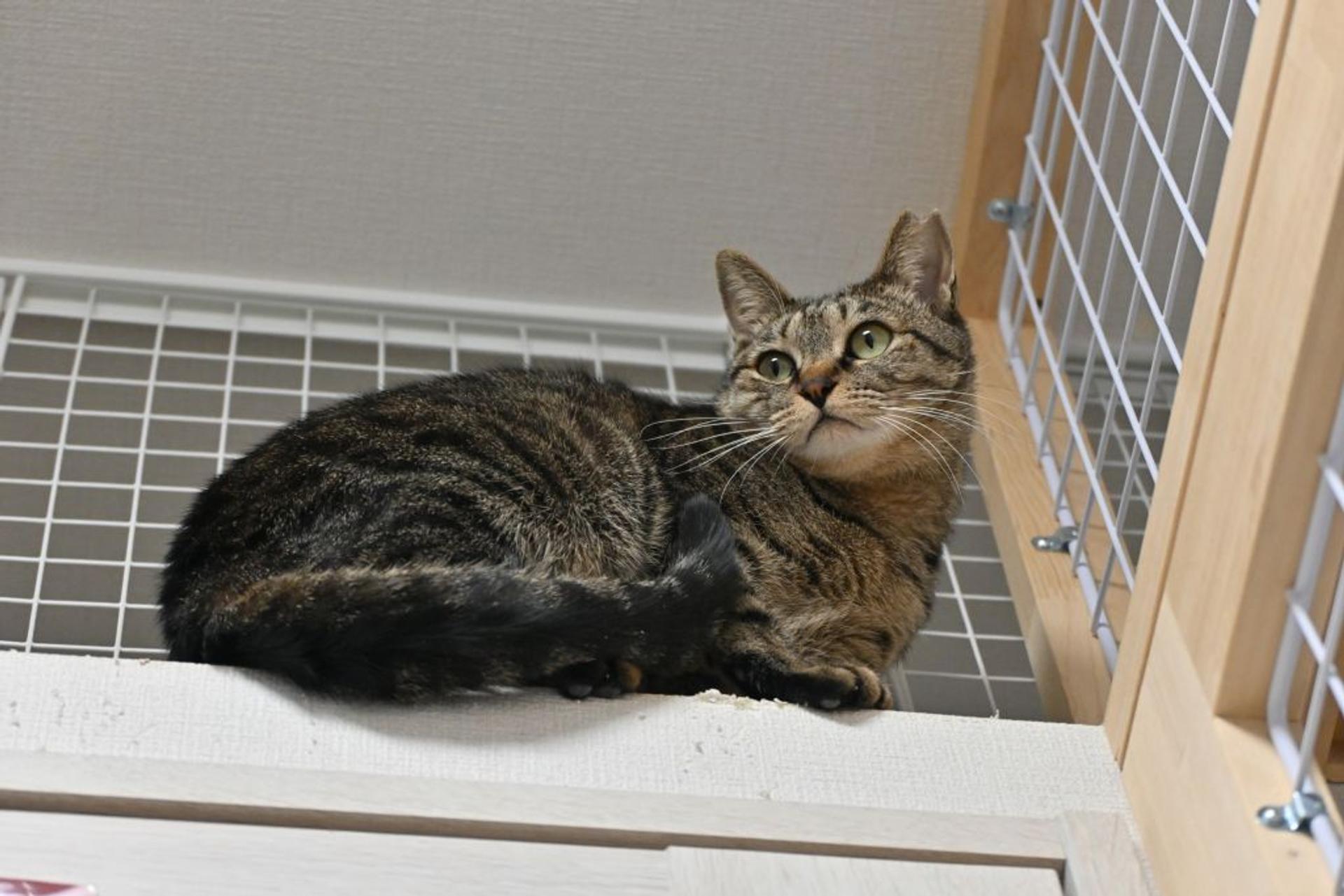 pet-image-9