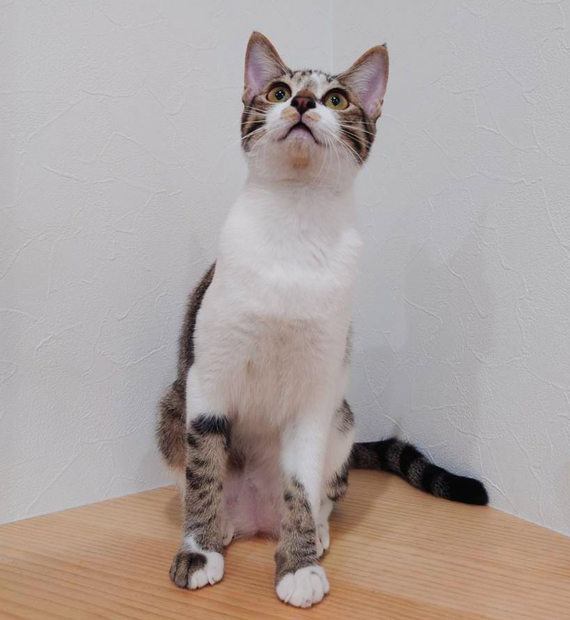 雑種（ミックス猫）・メスの里親募集の写真