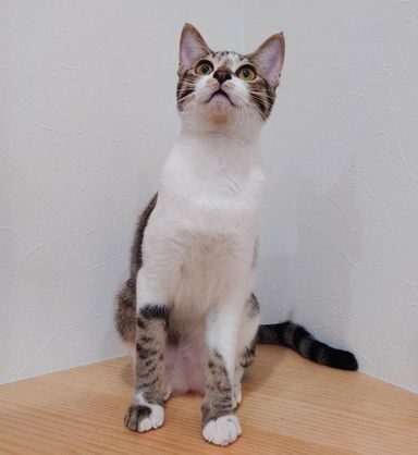 チッチの写真