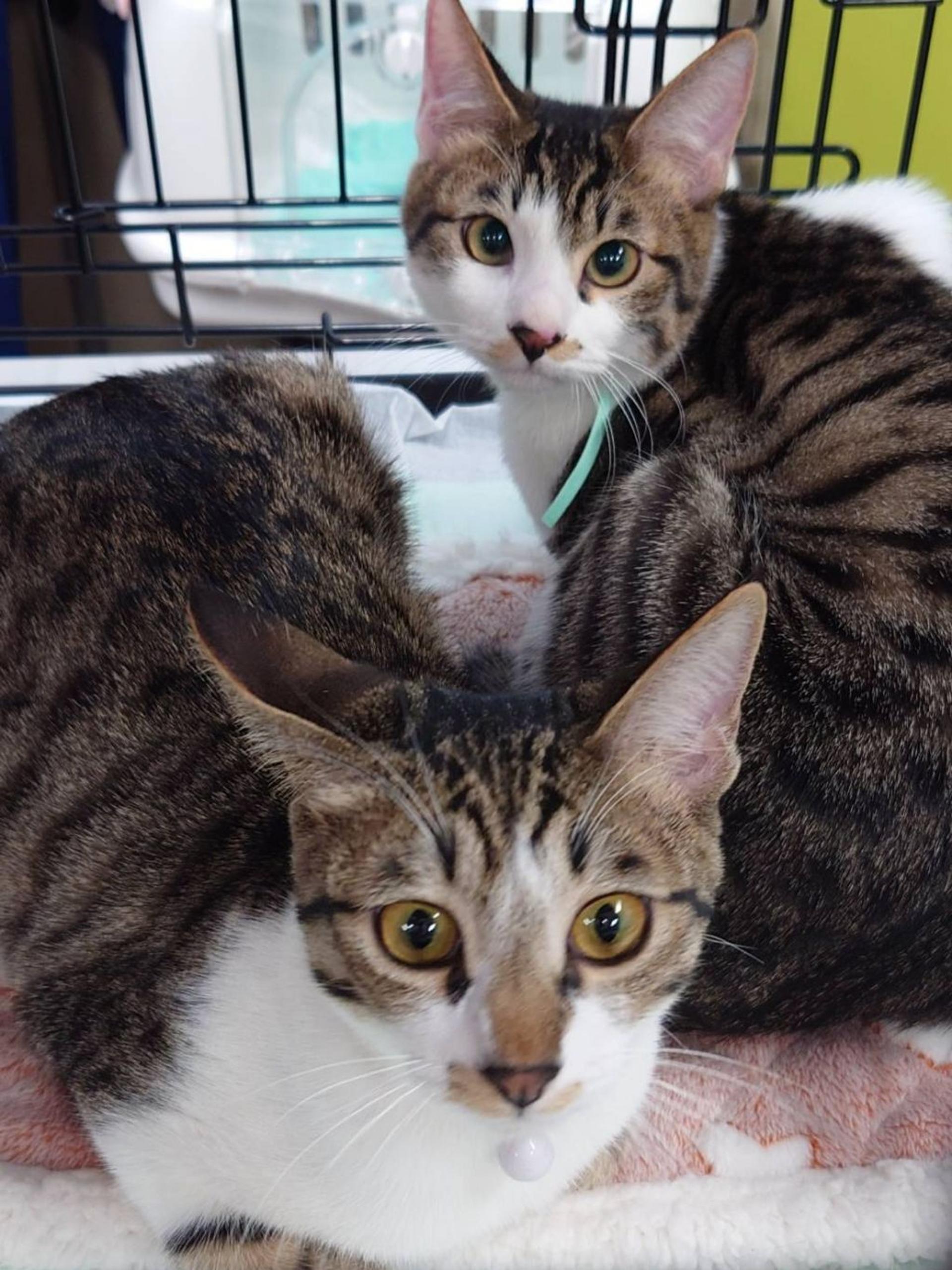 pet-image-4