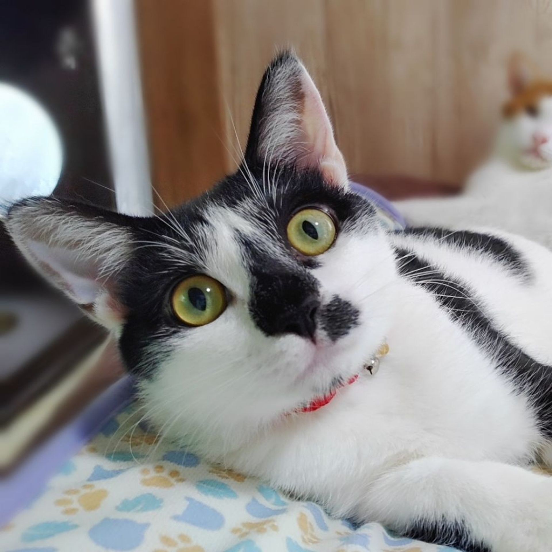 雑種（ミックス猫）・メスの里親募集の写真