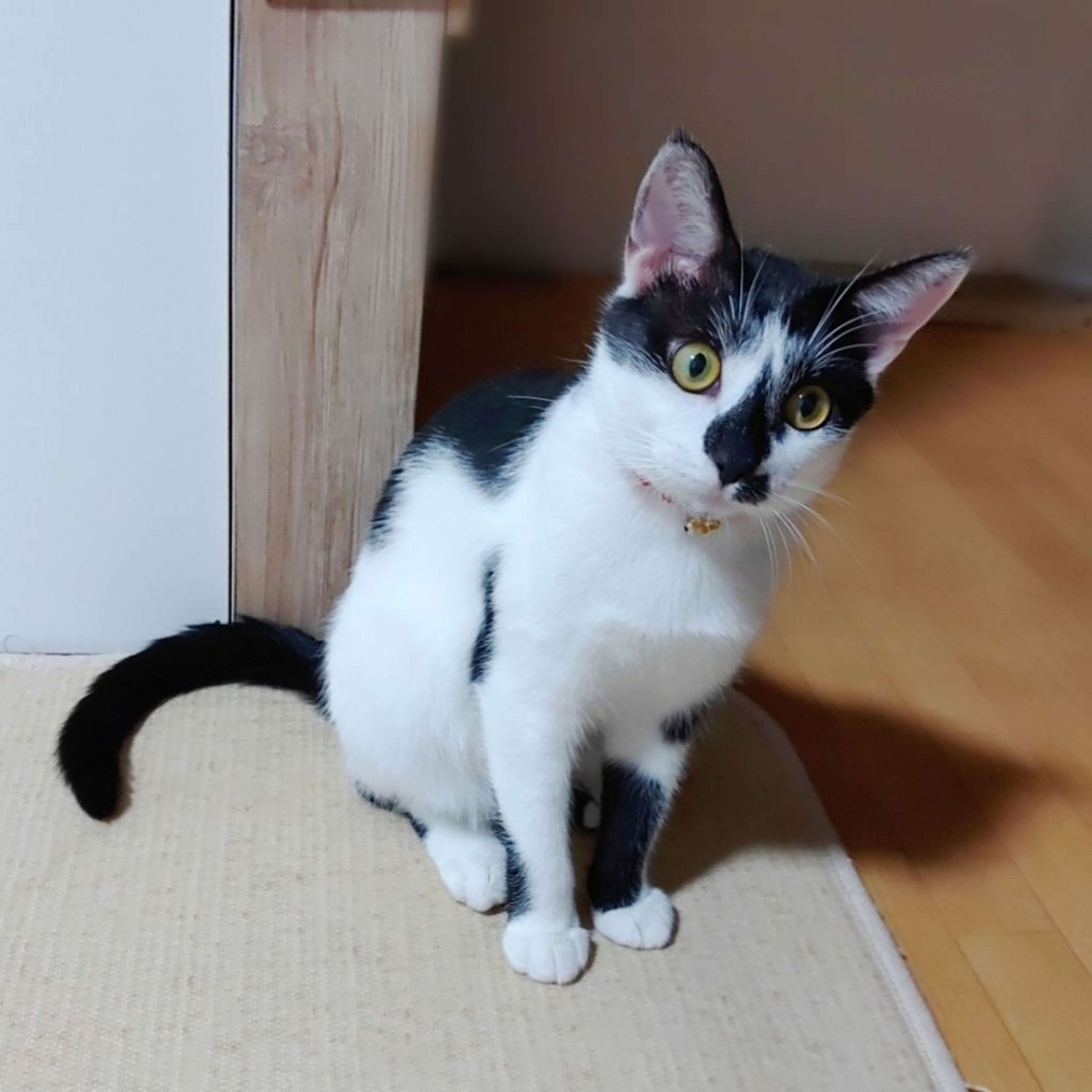 pet-image-2